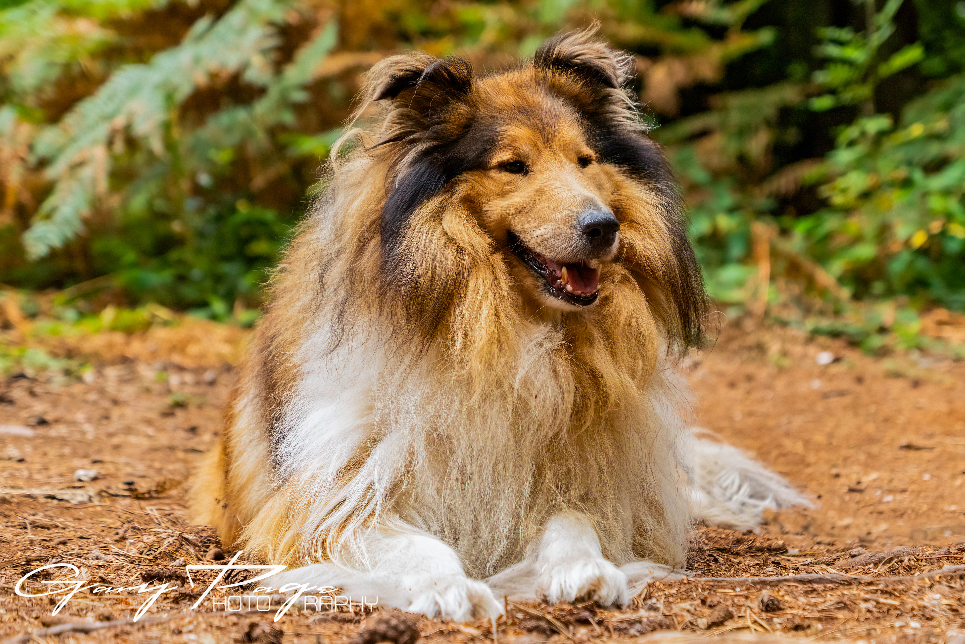 Beautiful Mischief, working with FUR N' FUN - Behaviourists and Dog Trainers