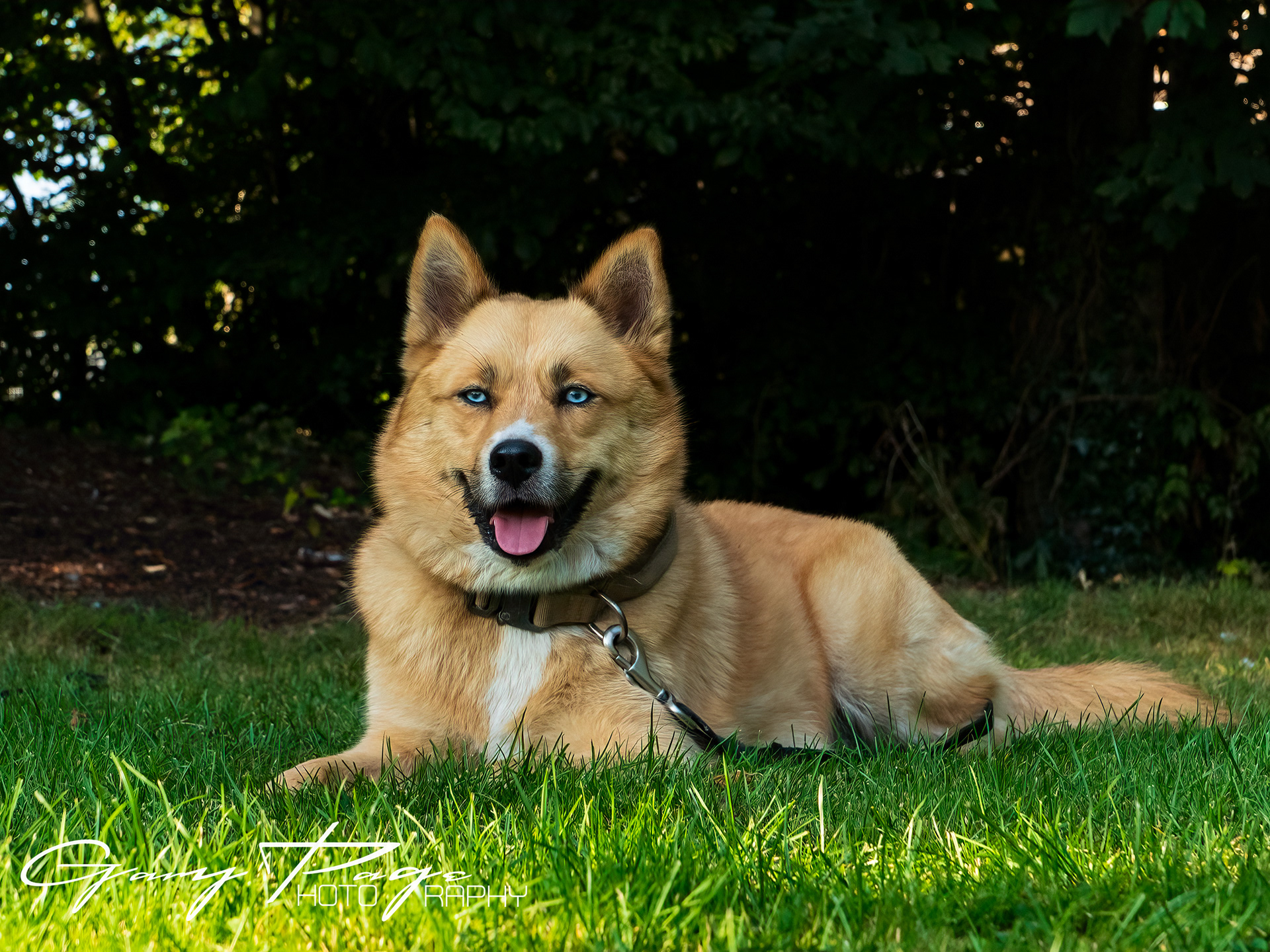 Roxy with her hypnotic eyes , working with FUR N' FUN - Behaviourists and Dog Trainers 