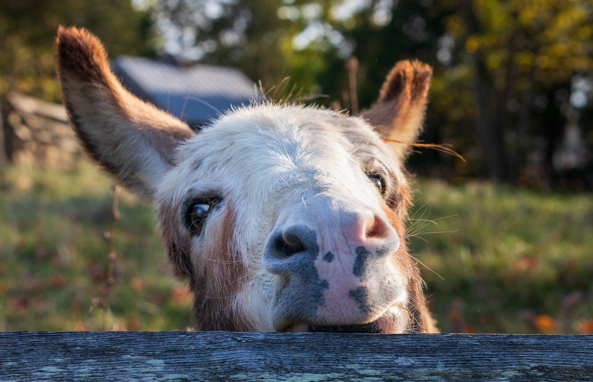 Donkey playing peekaboo at Carriage Hill Metro Park