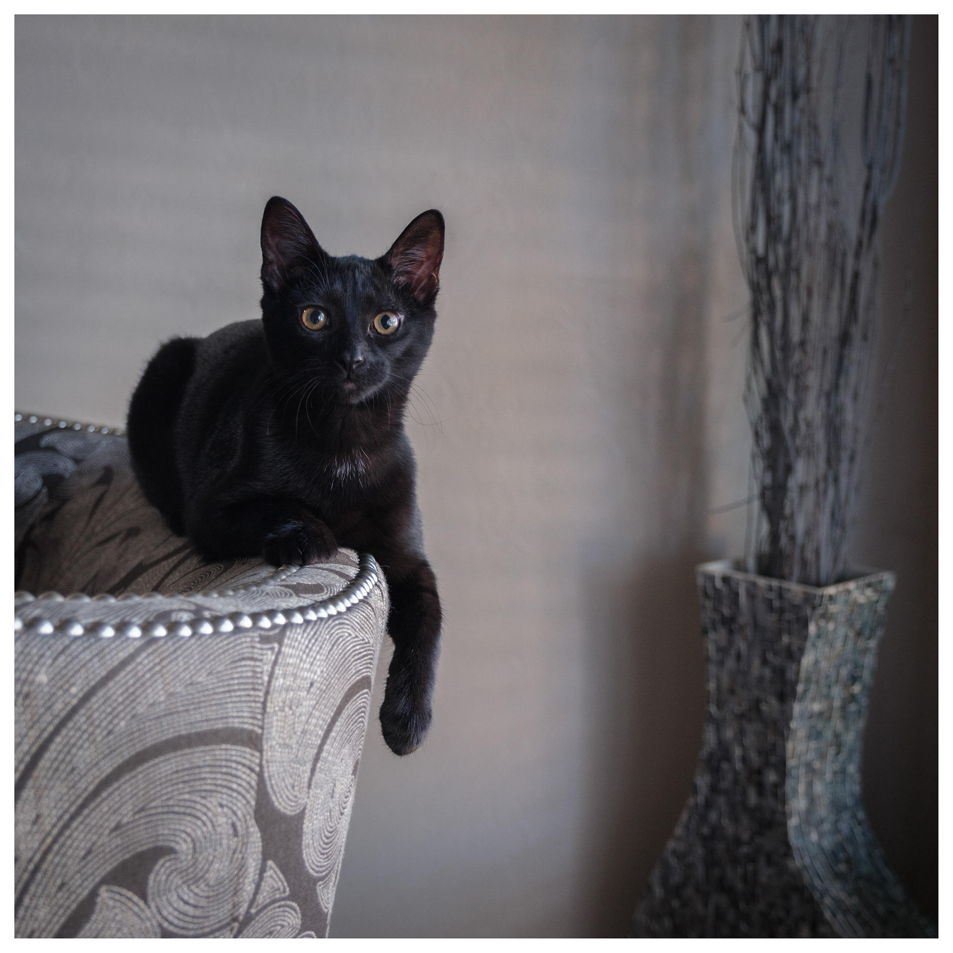 Spice - relaxing in one of her favorite spots