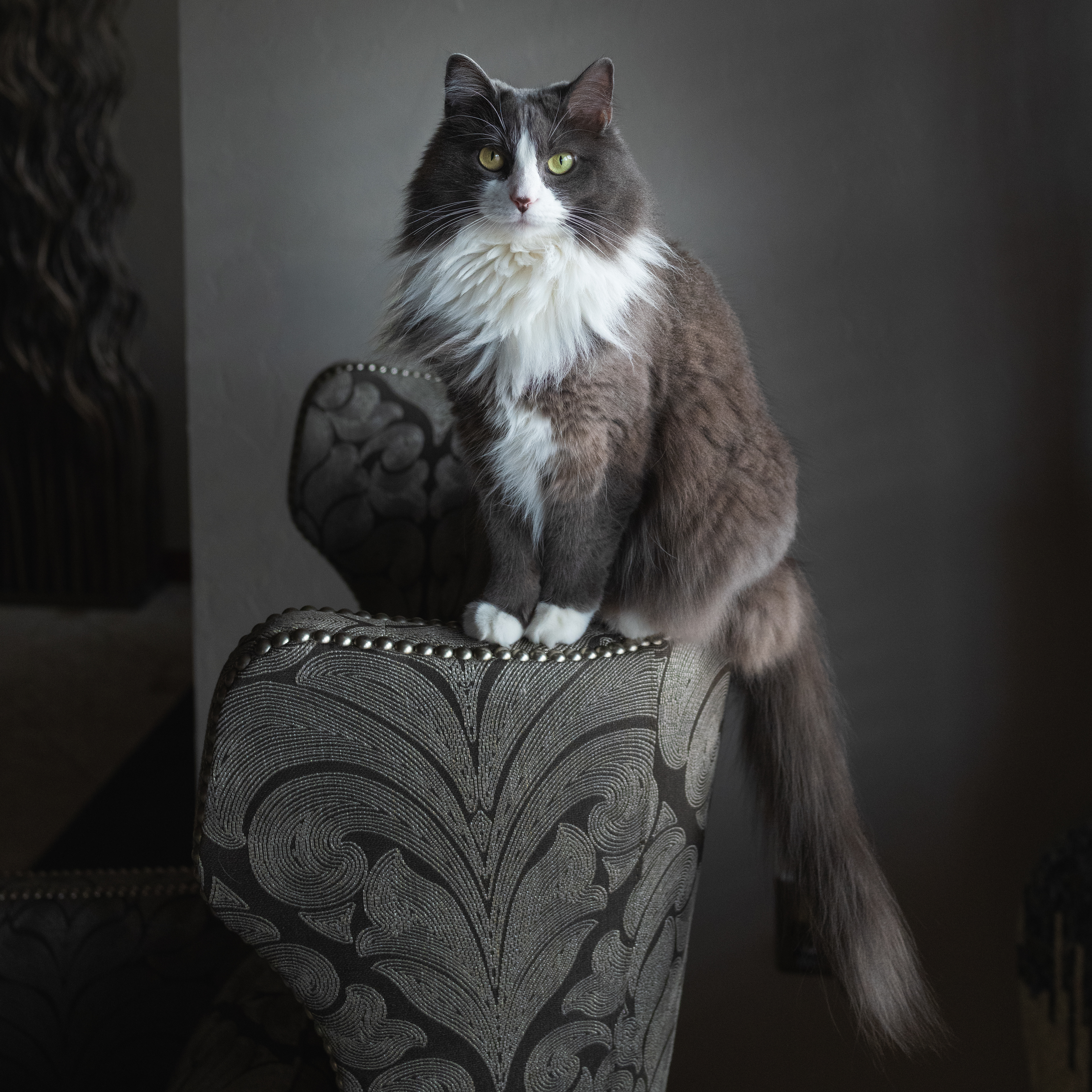 Fluffs - posing in front of window
