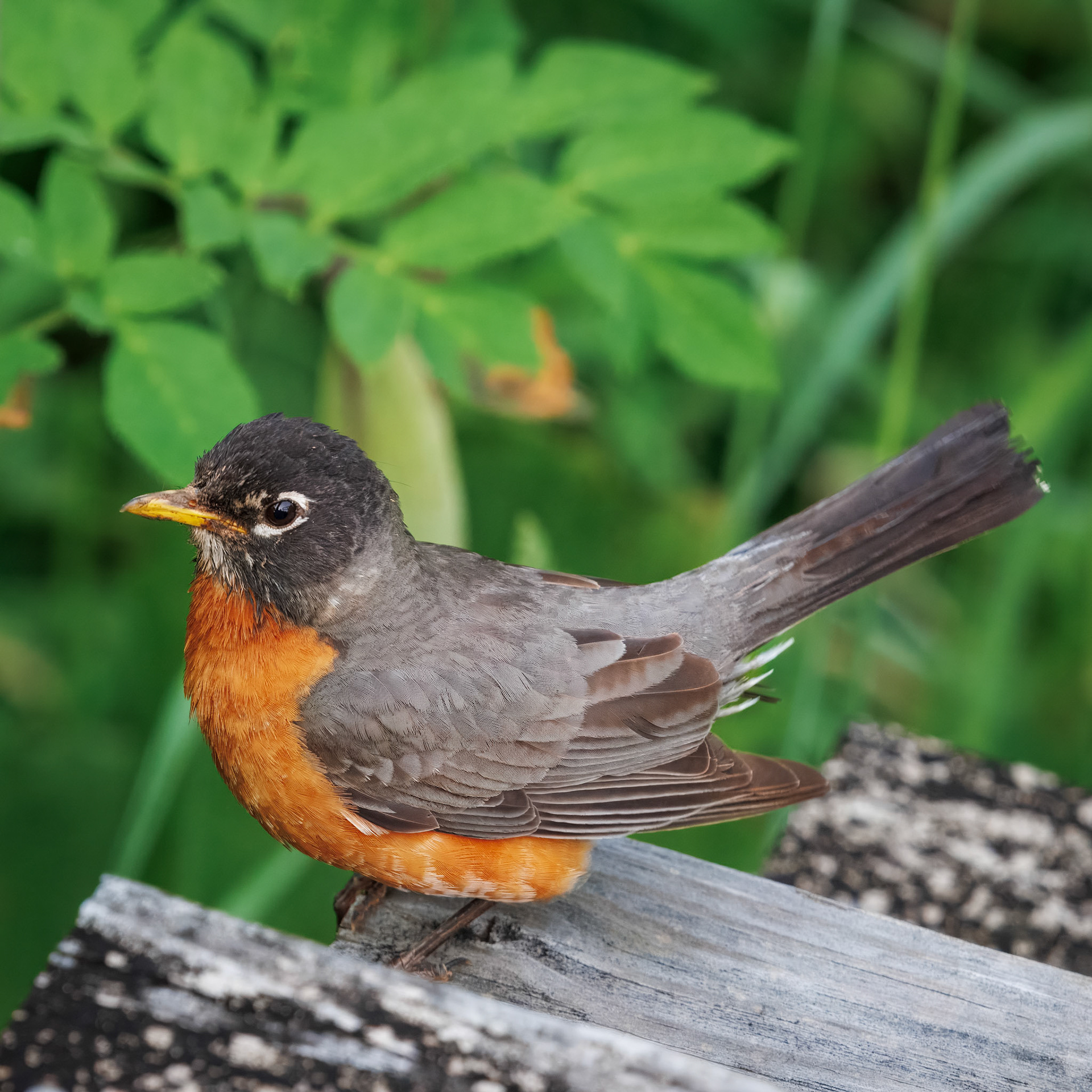 American Robin