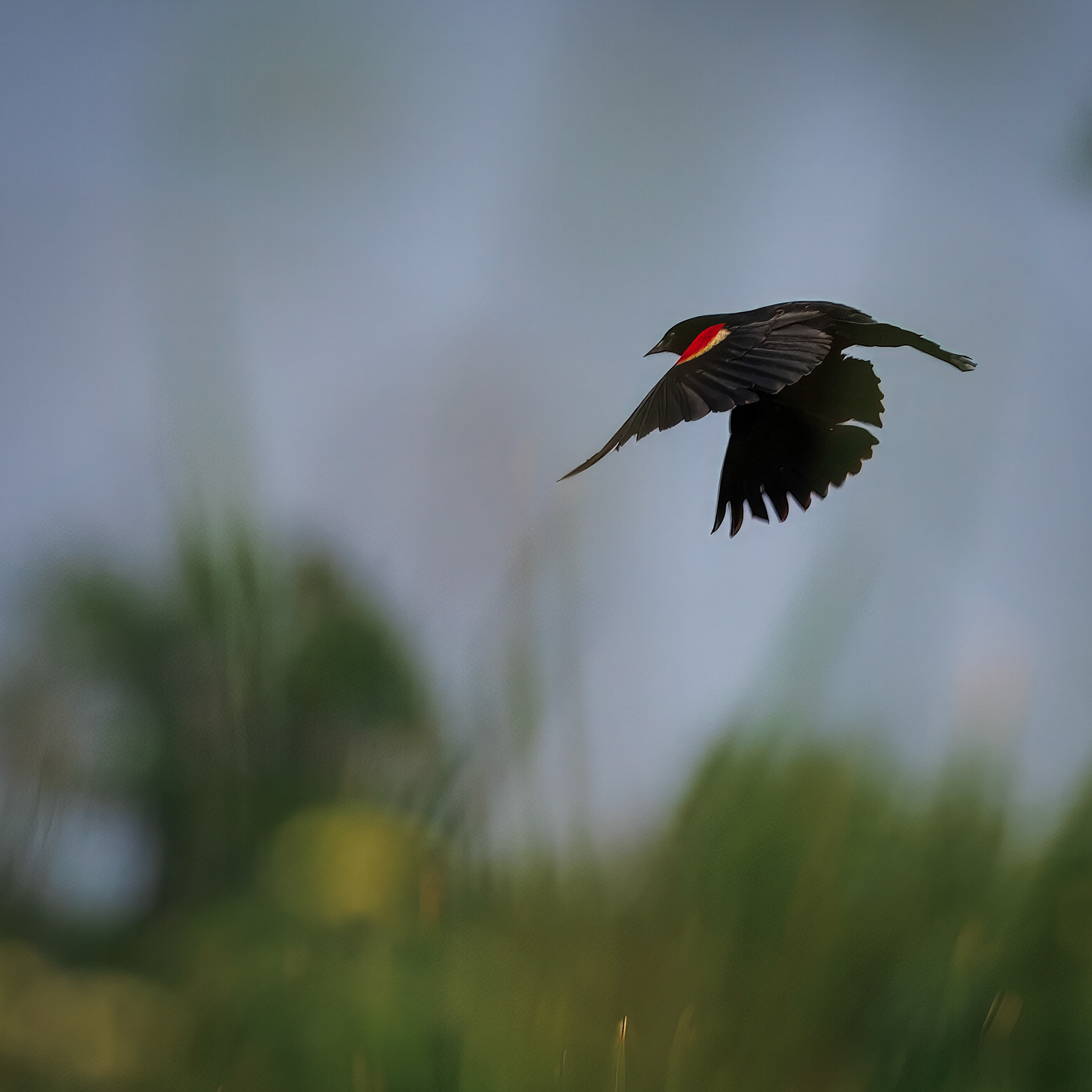 Red Winged Blackbird