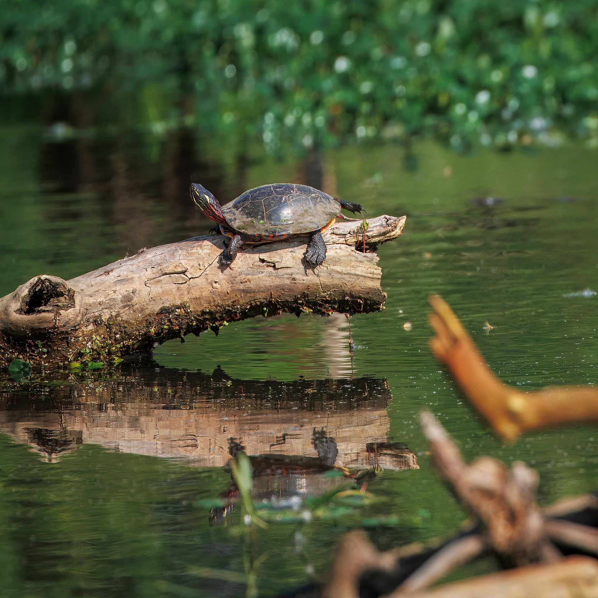 Spotted Turtle