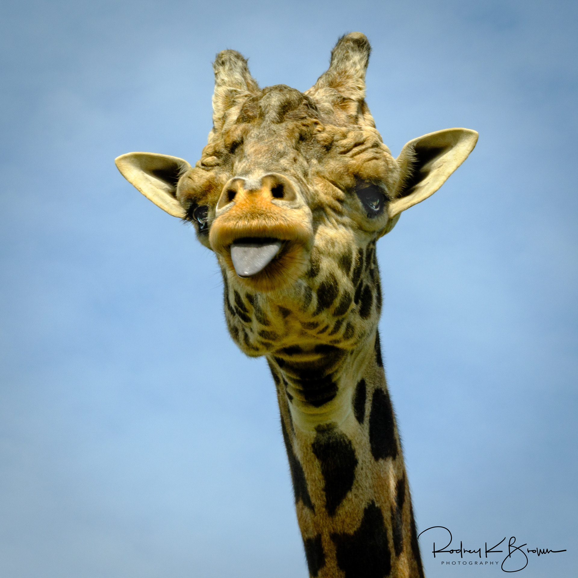 Girraffe with attitude at Pittsburgh Zoo