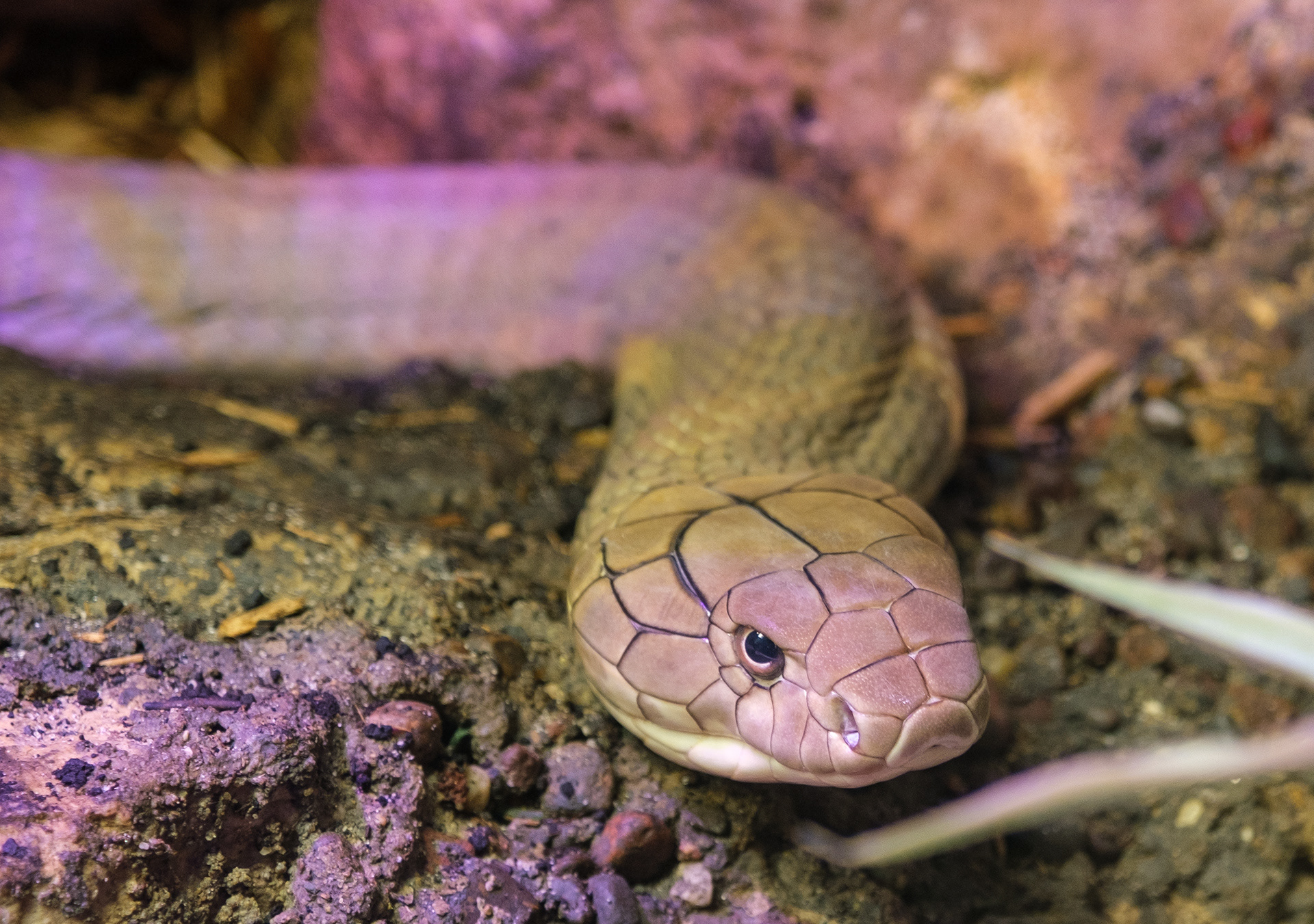 Snake at Columbus Zoo