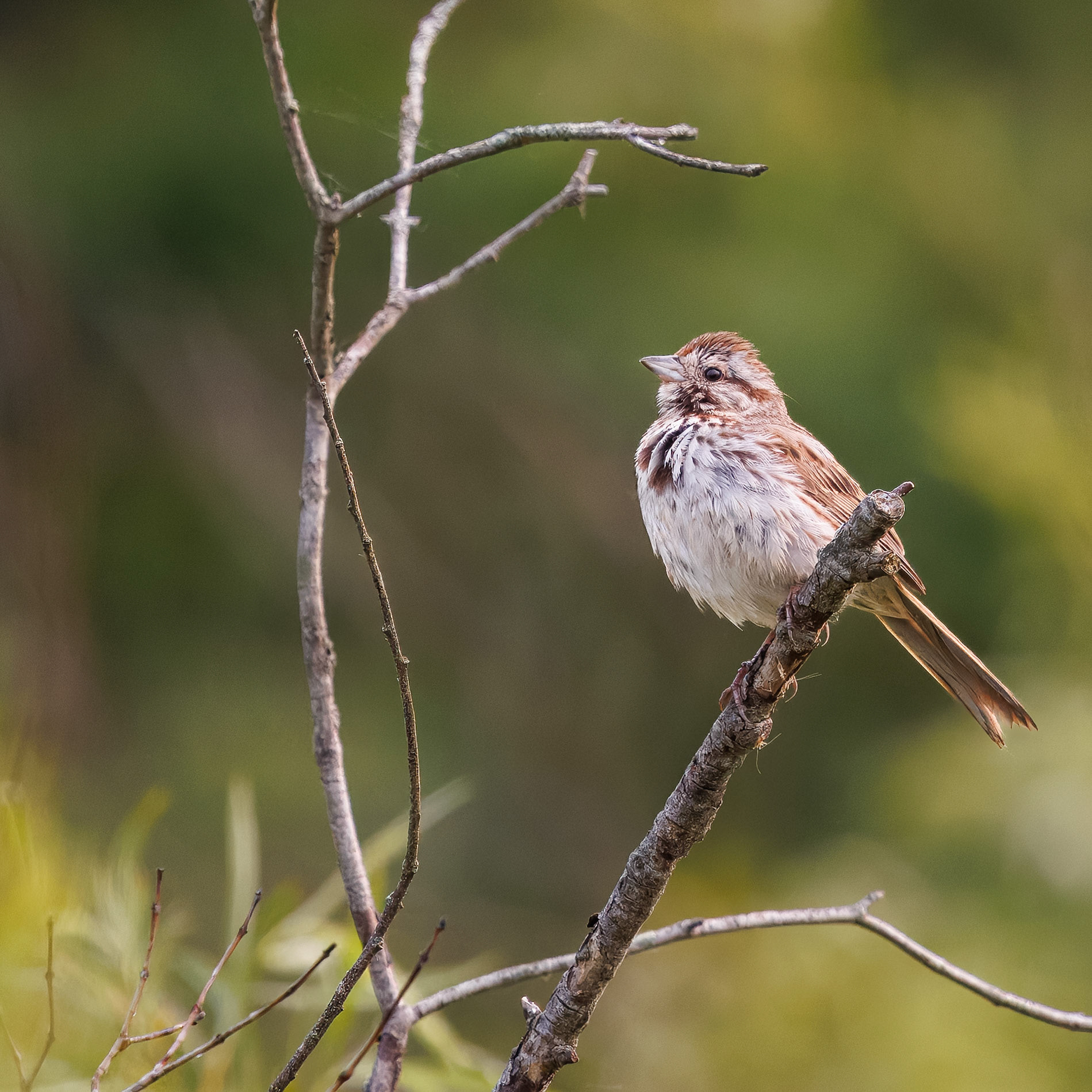 Song Sparrow