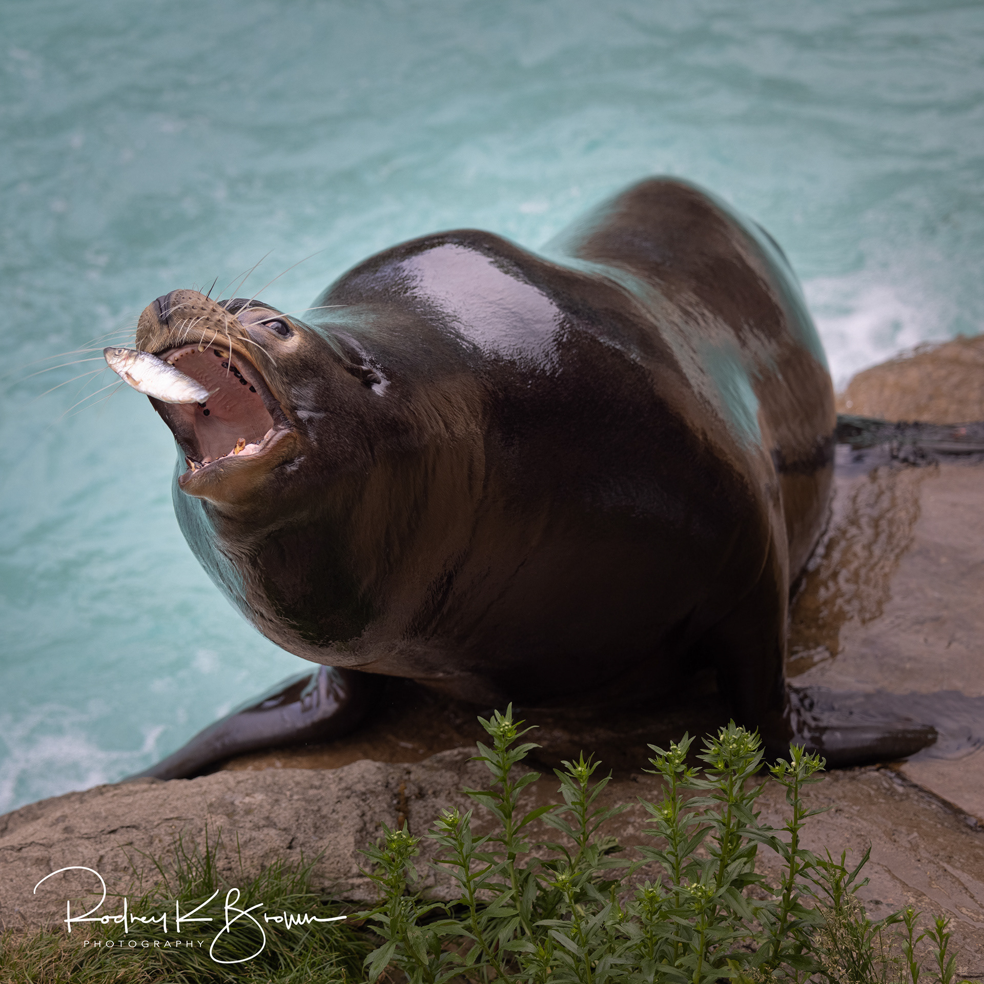 Sea Lion at Pittsburgh Zoo