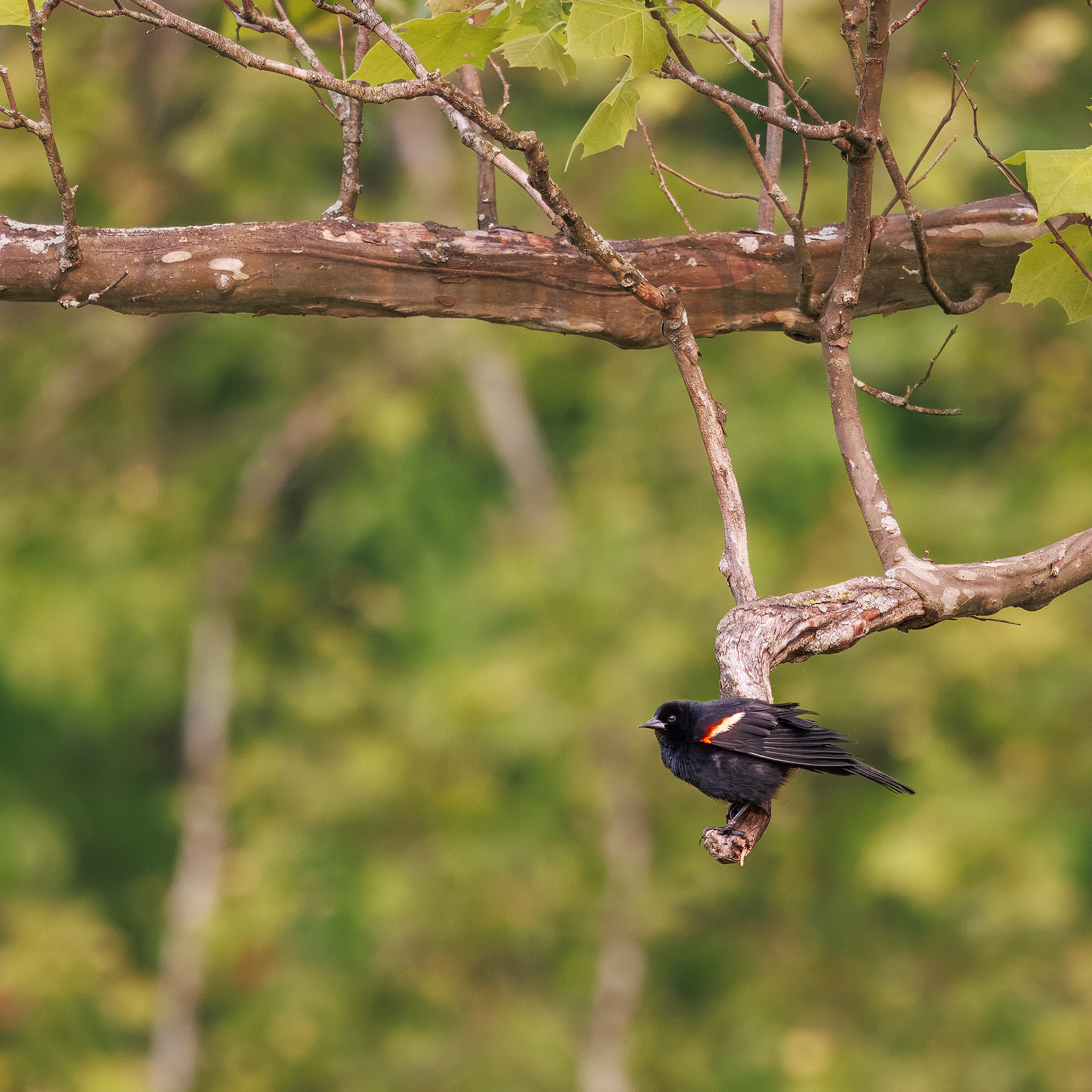 Red Winged Blackbird