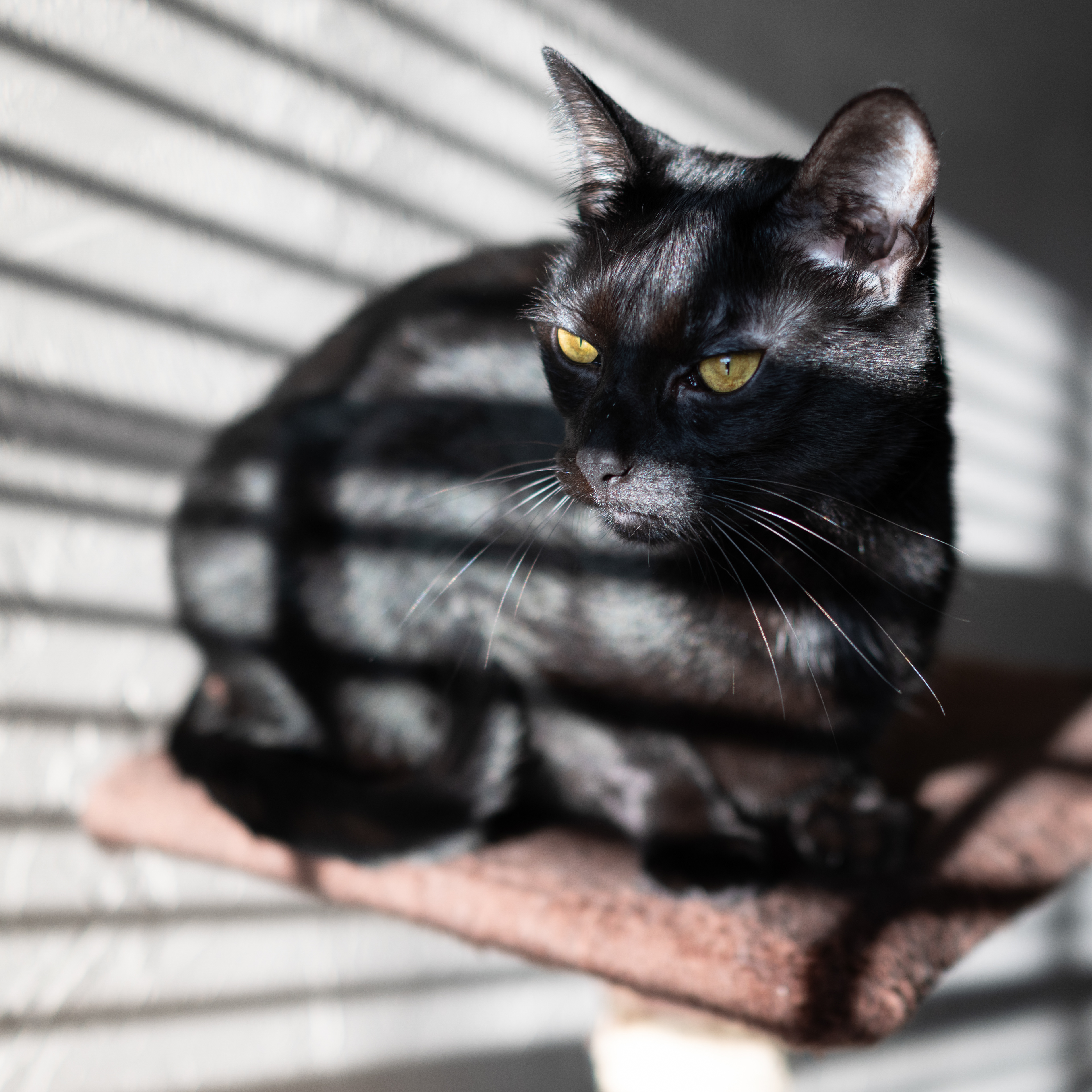 Spice - looking out the window