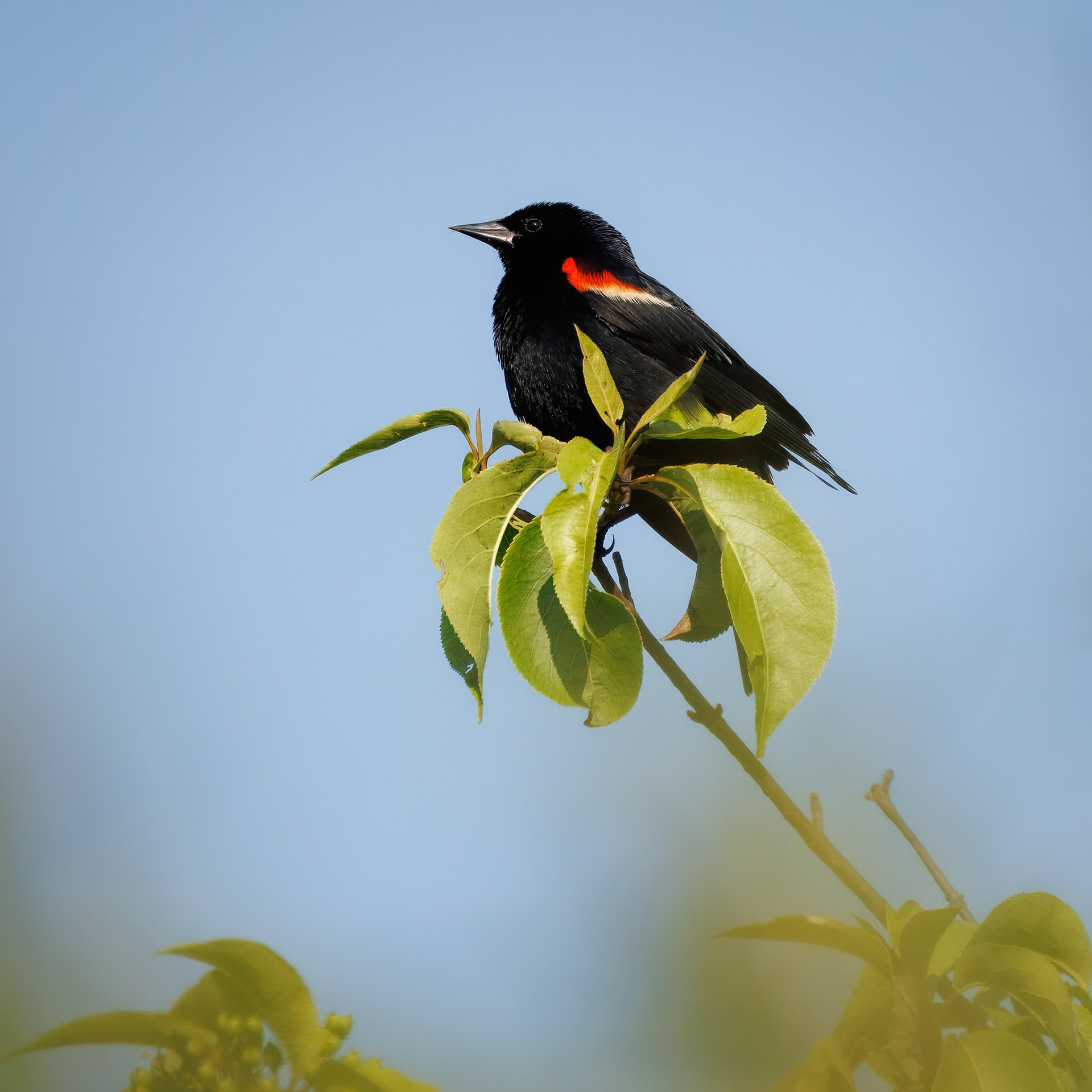 Red Winged Blackbird