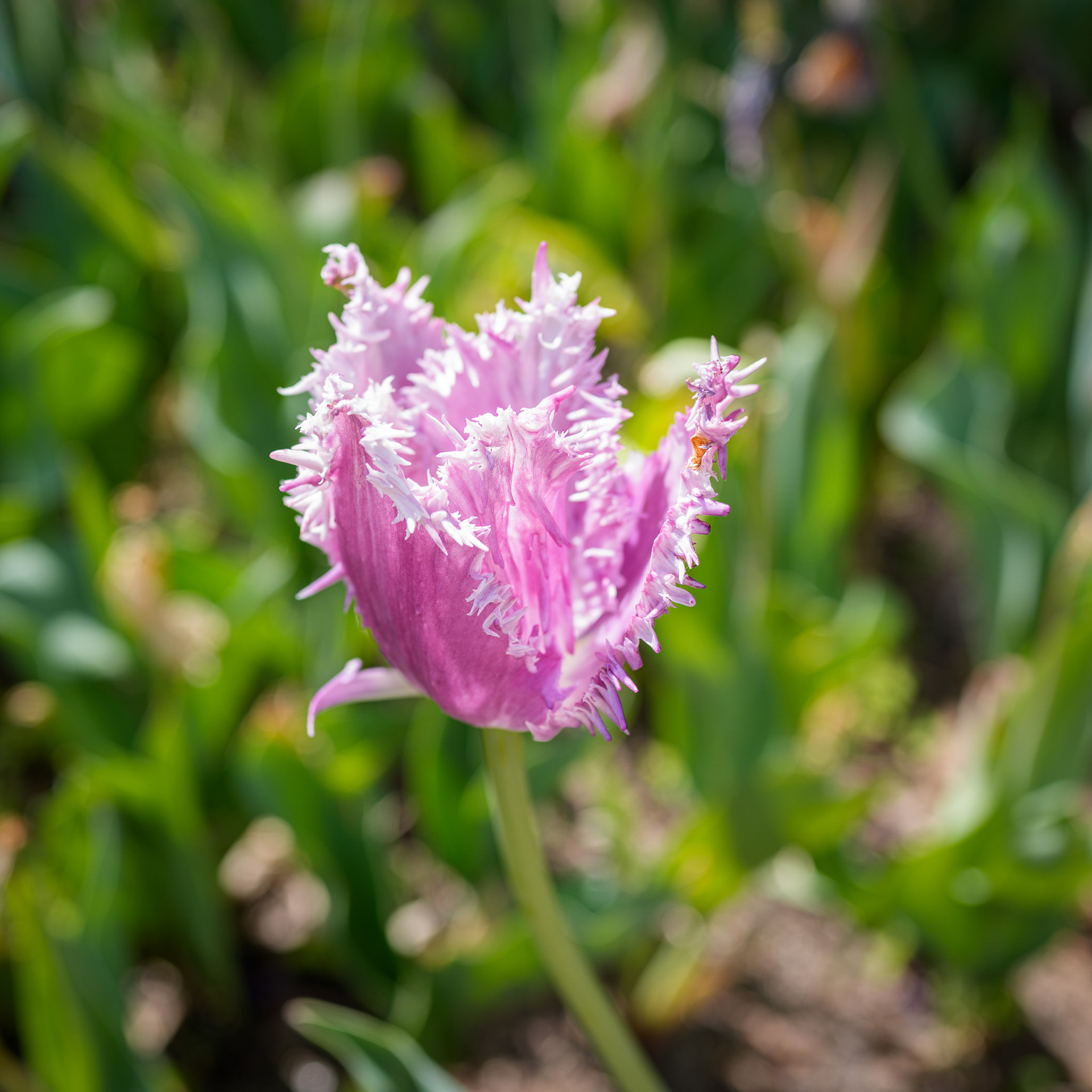 Garden Tulip