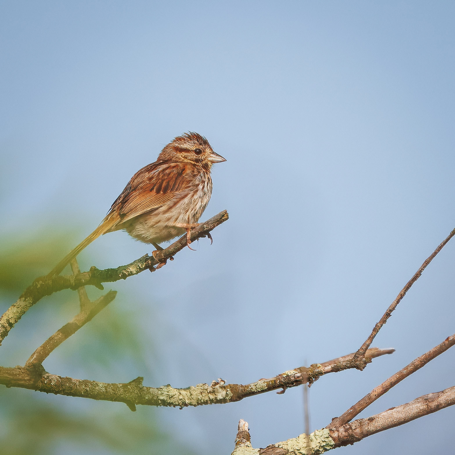 Song Sparrow