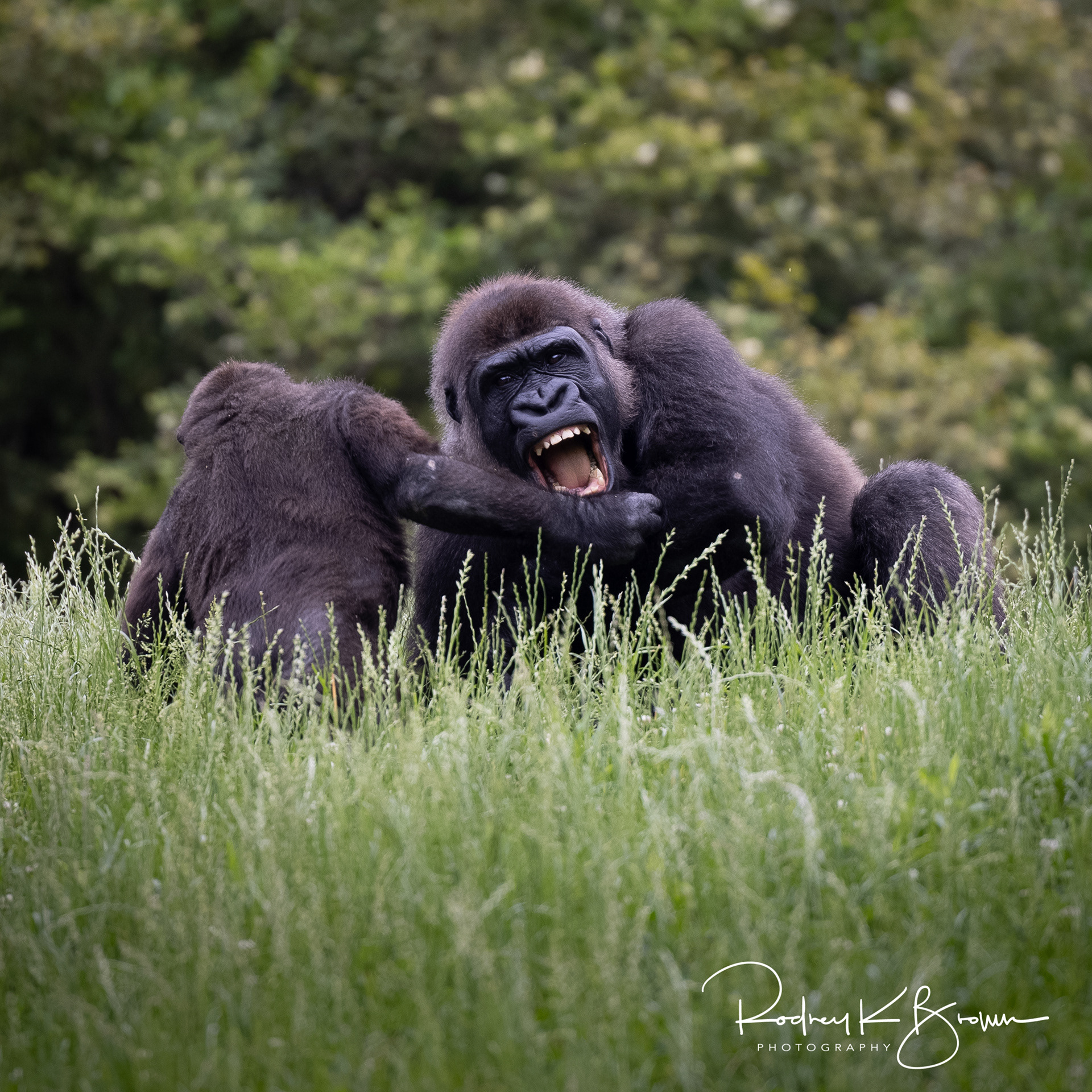 Gorillas at Pittsburgh Zoo
