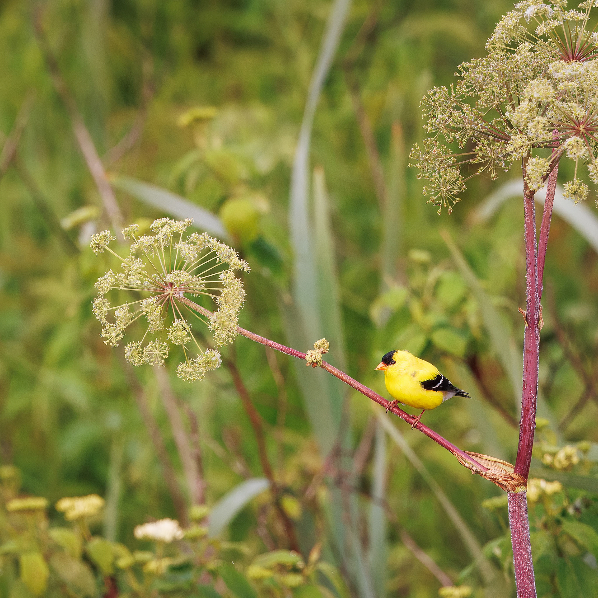 American Goldfinch