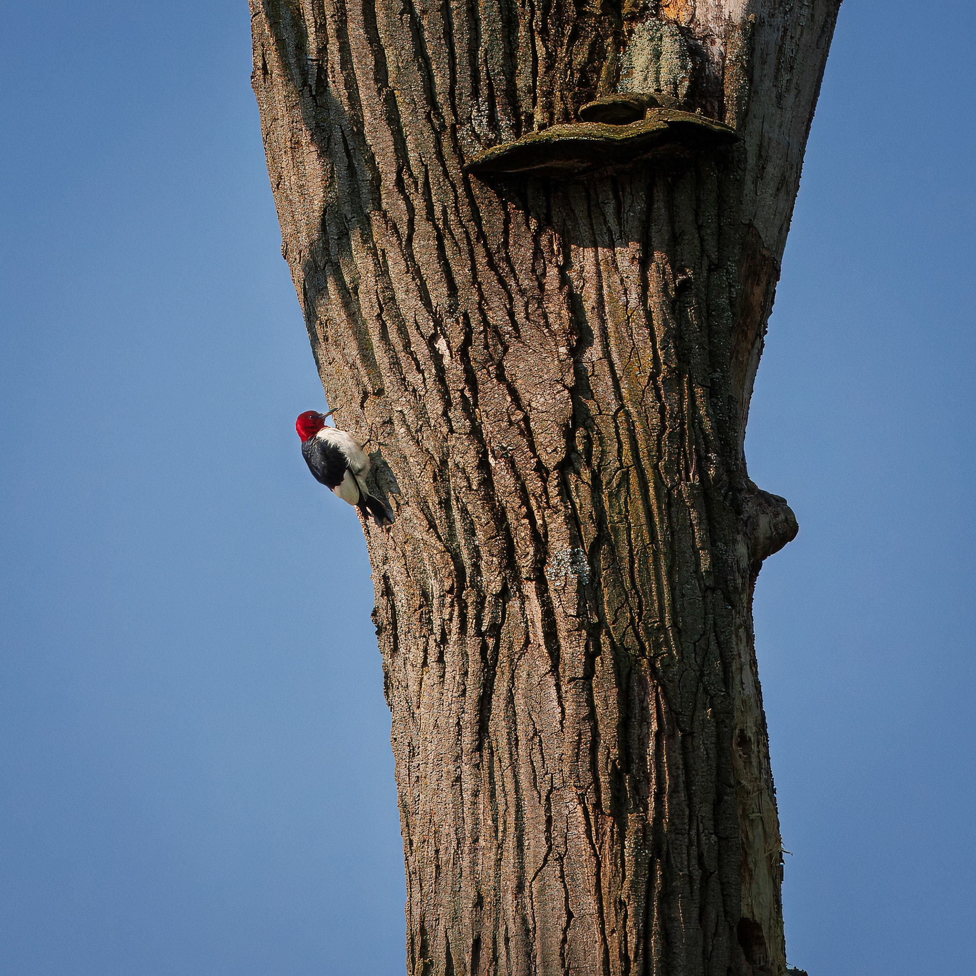 Red Headed Woodpecker