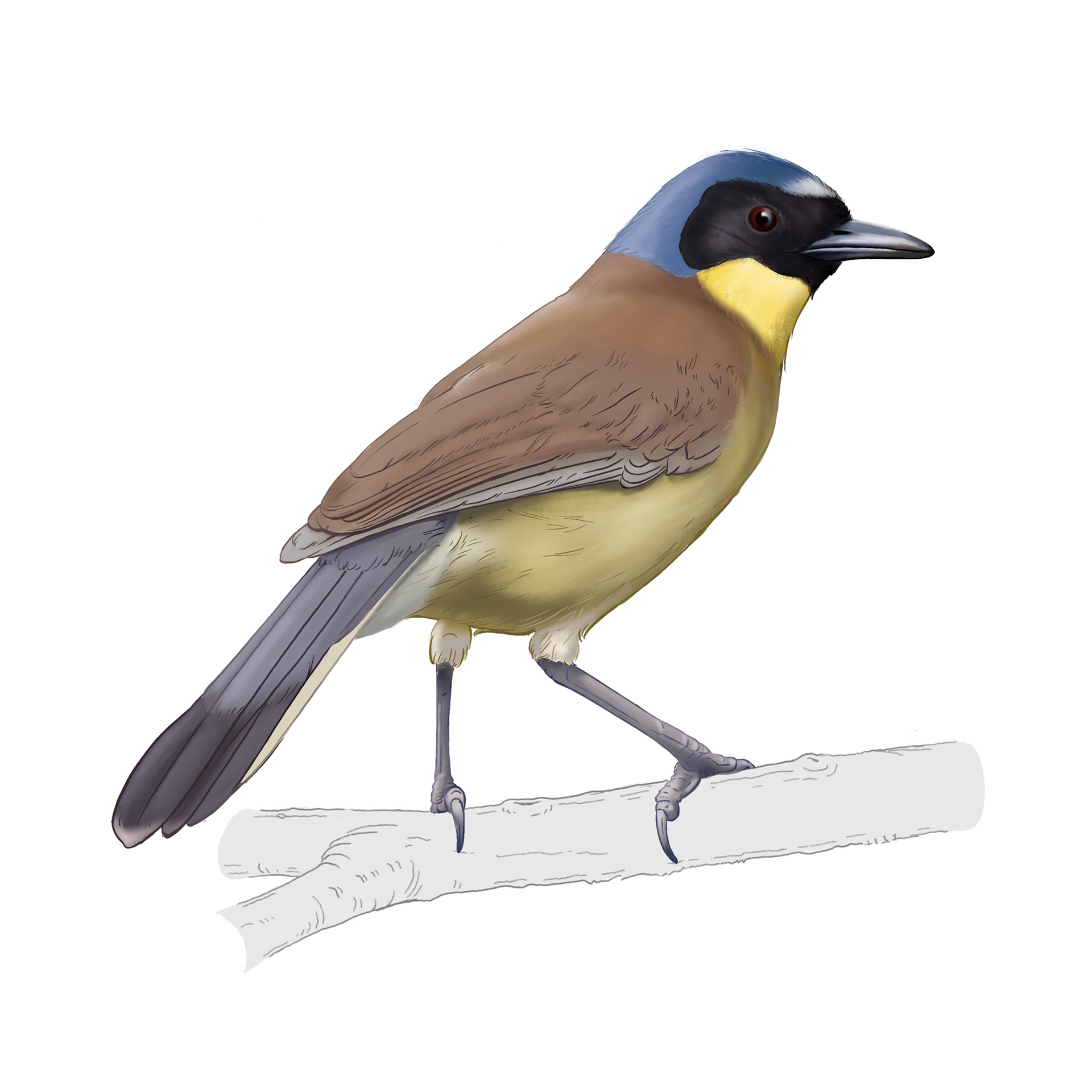 Blaukappenhäherling – Zoo Basel – Jan Zbinden