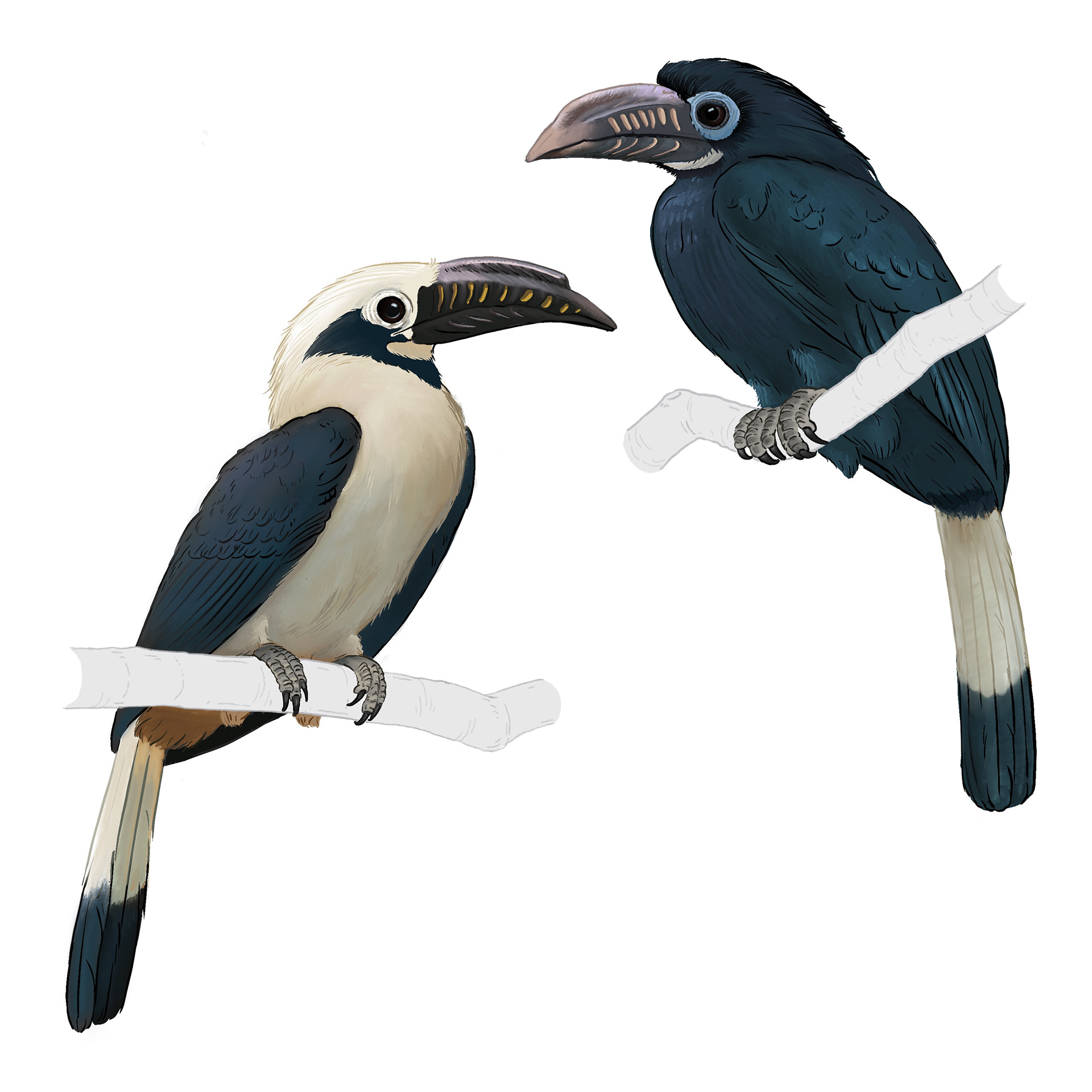 Visayas-Hornvogel – Zoo Basel – Jan Zbinden