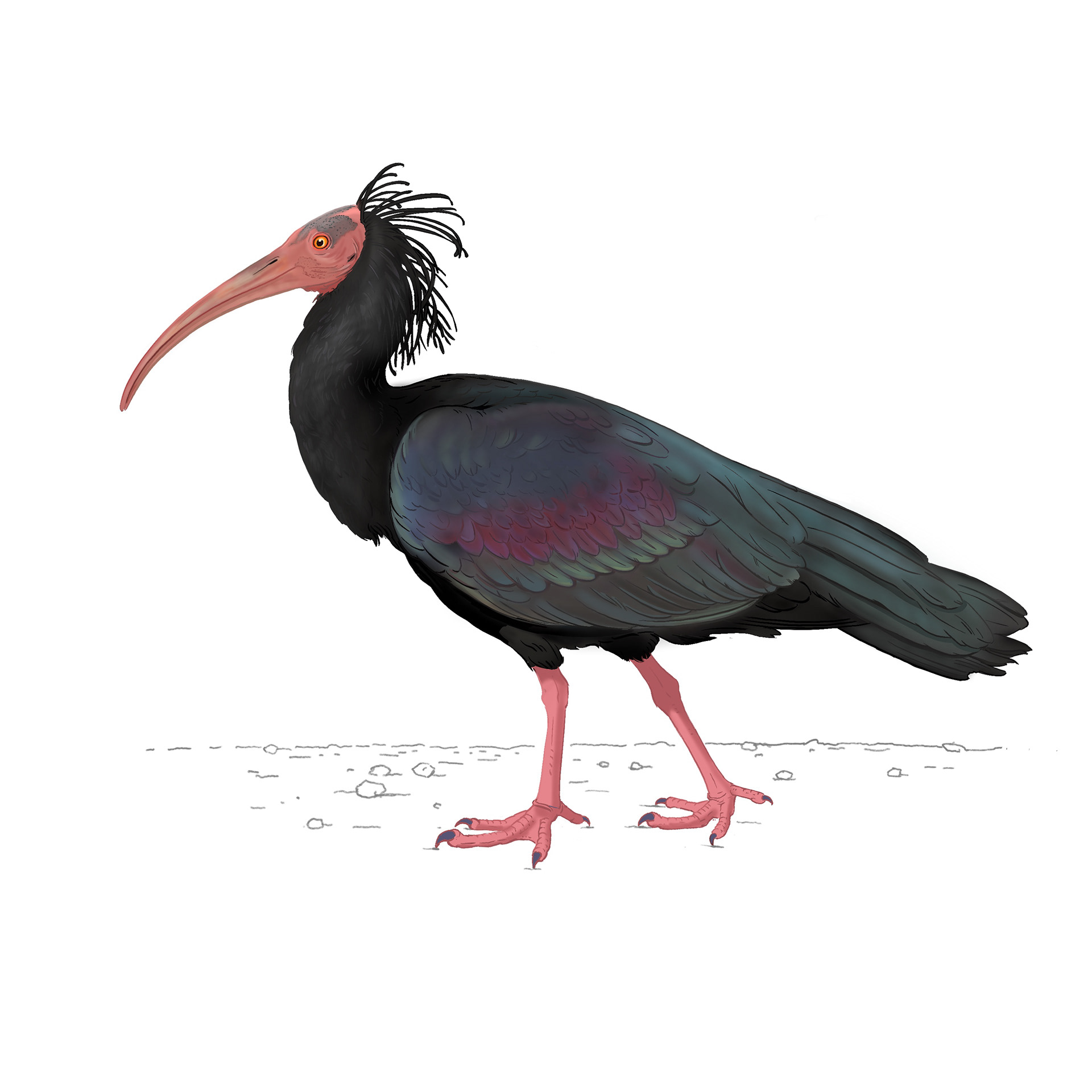 Waldrapp – Zoo Basel – Jan Zbinden