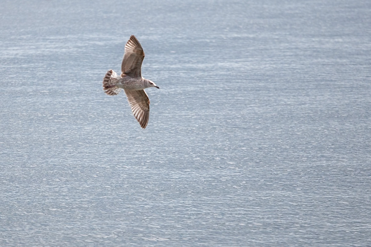 Digital Belfast Lough