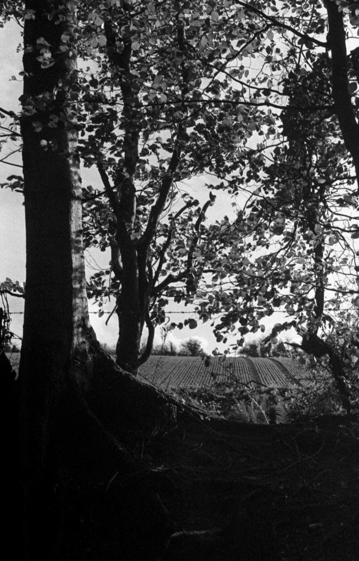 35mm B&W Film Clare Glen