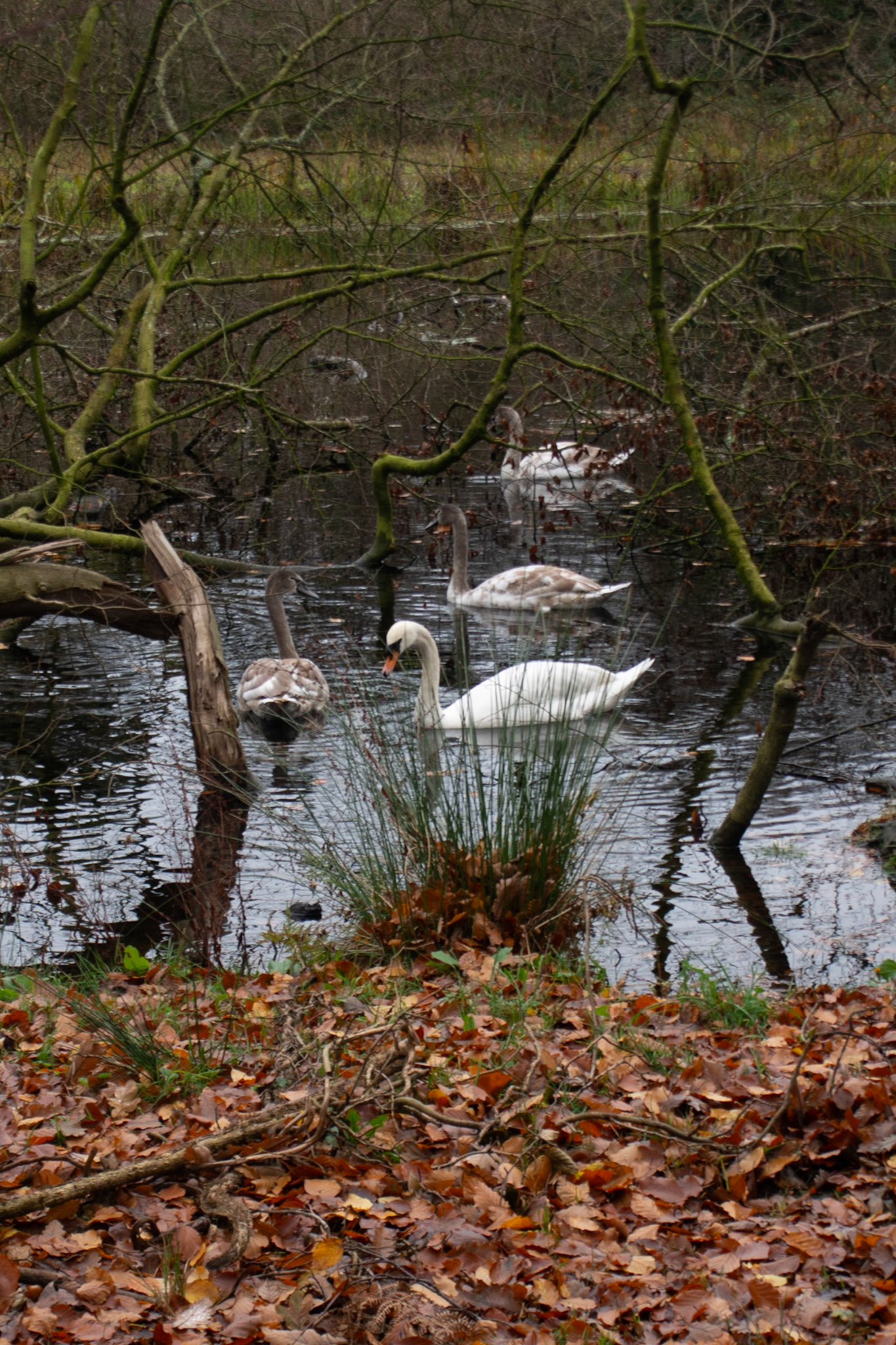 Digital Helen's Wood