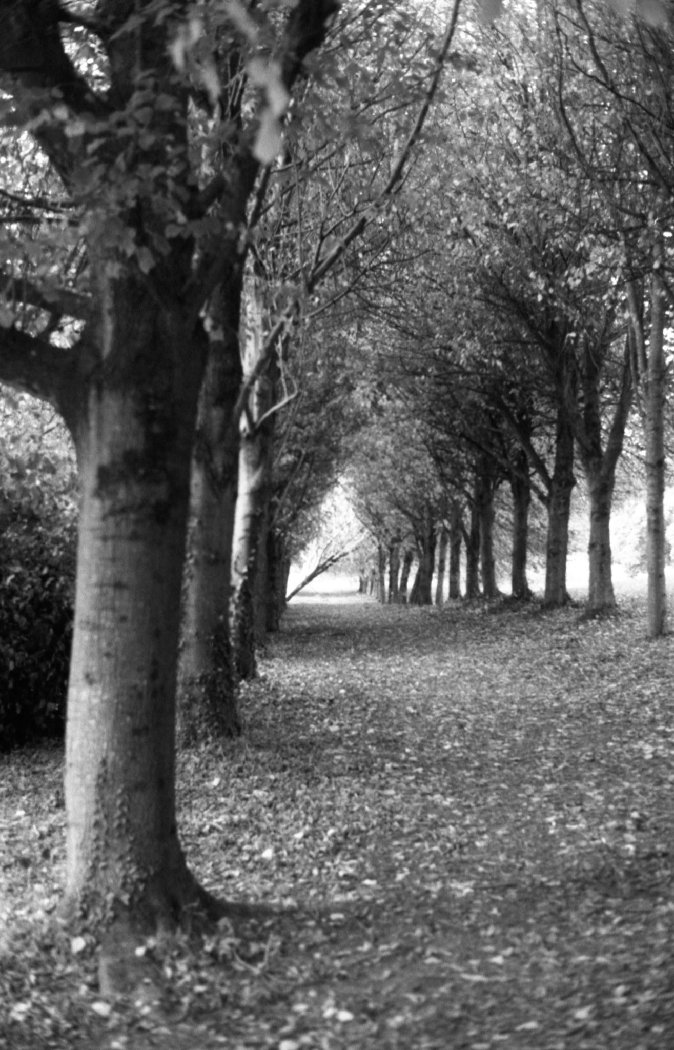 35mm B&W Film Castle Ward