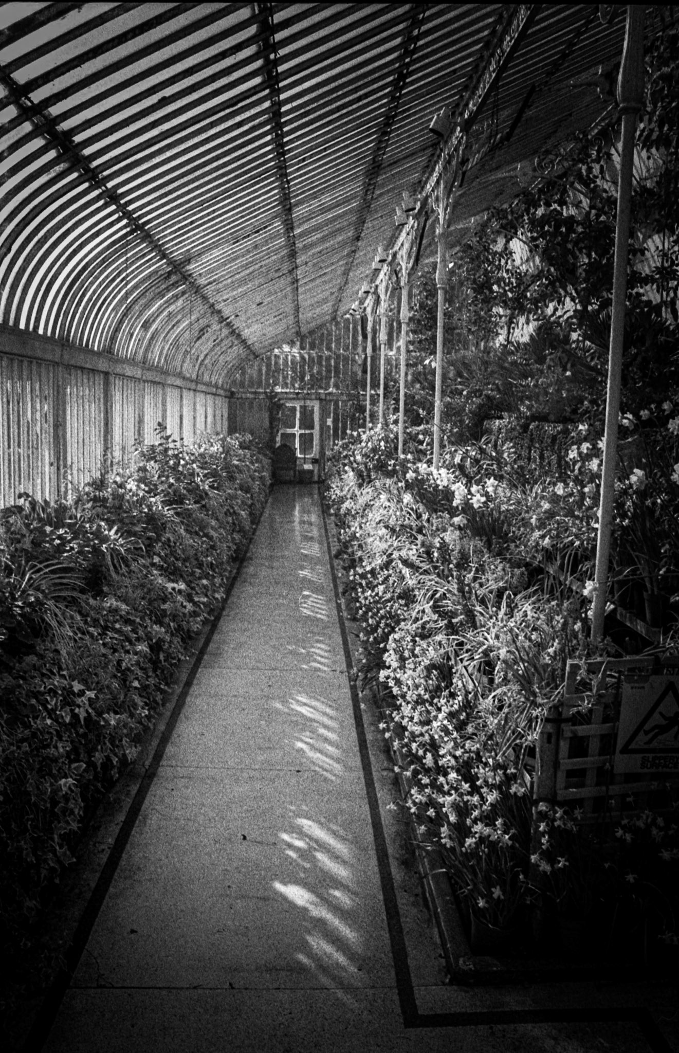 35mm B&W Film Belfast Botanic Gardens
