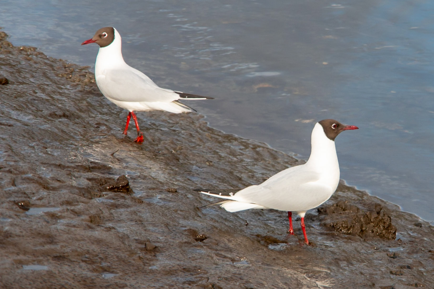 Digital Belfast Lough