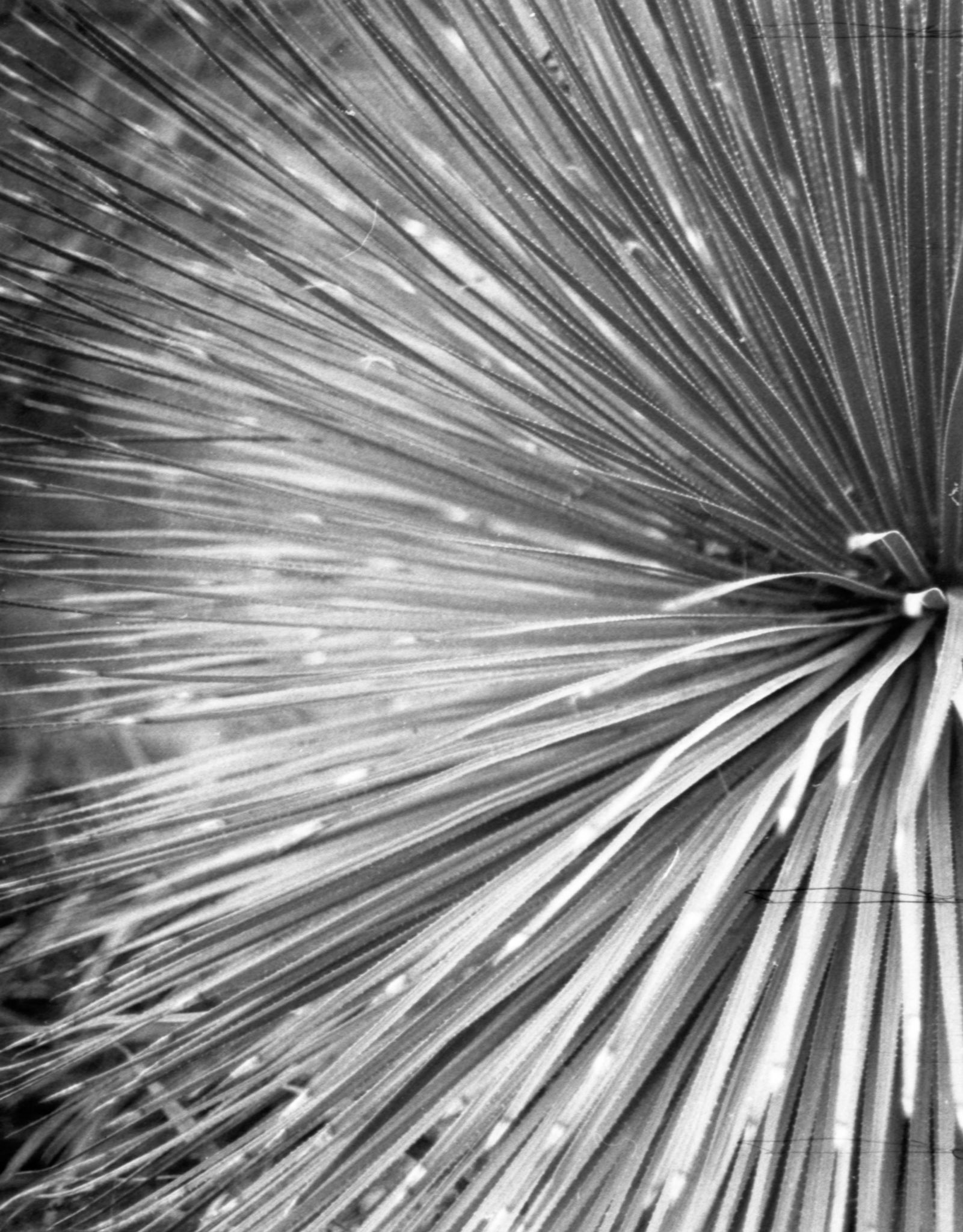 35mm B&W Film Castle Ward