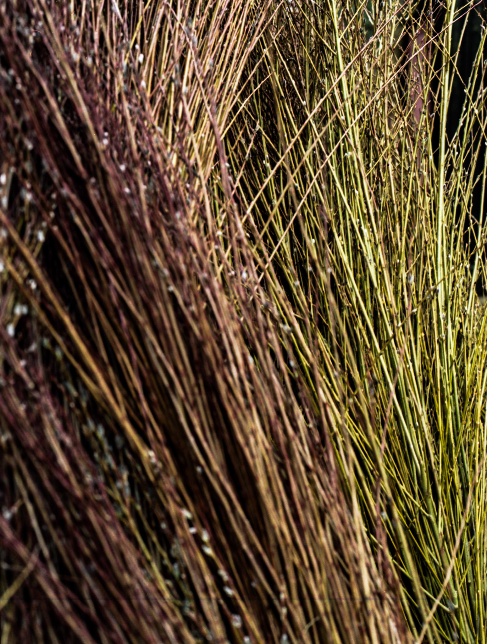 120 Portra Colour Film Ulster Folk Museum