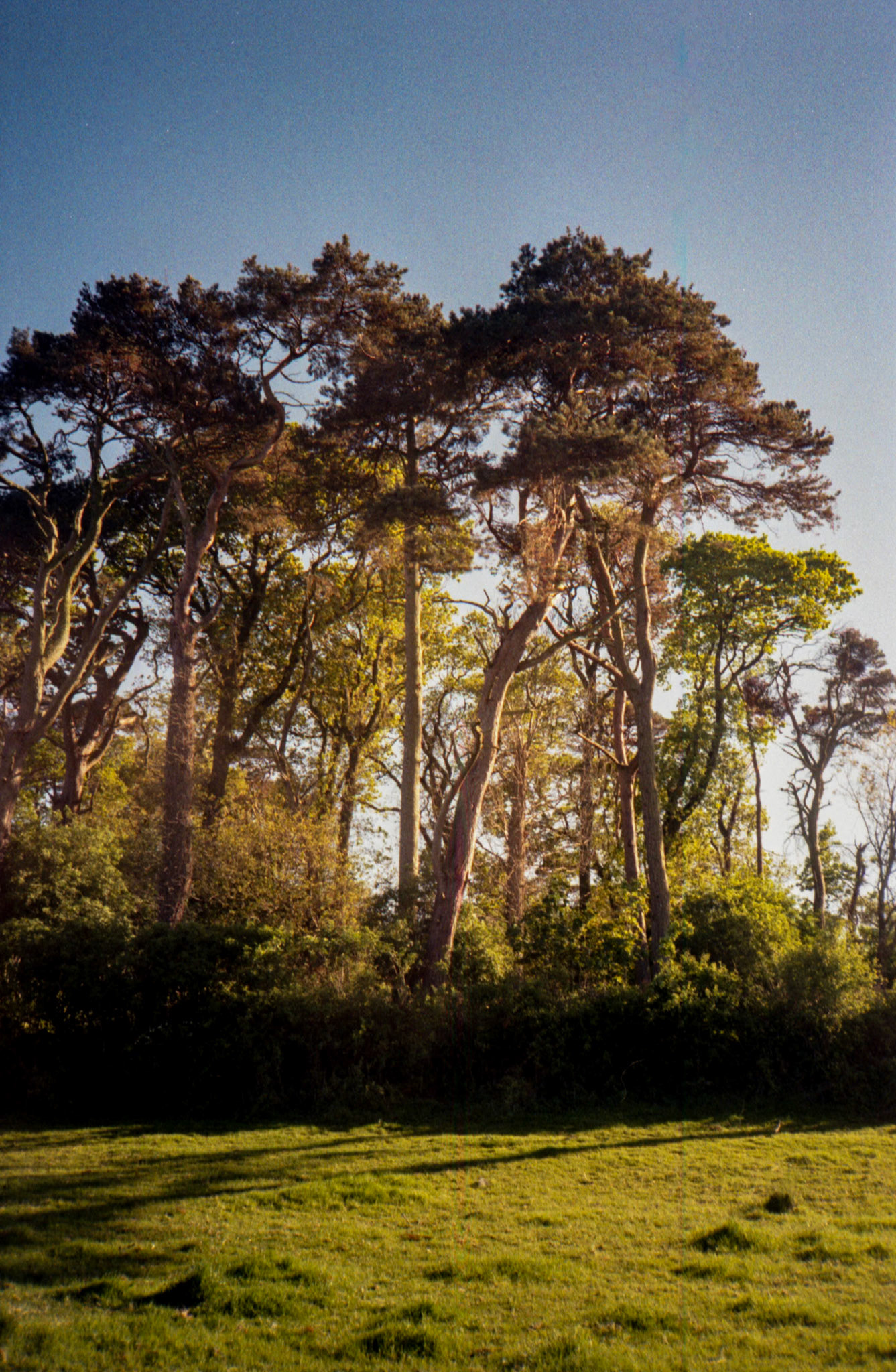 35mm Colour Film Ards Peninsula