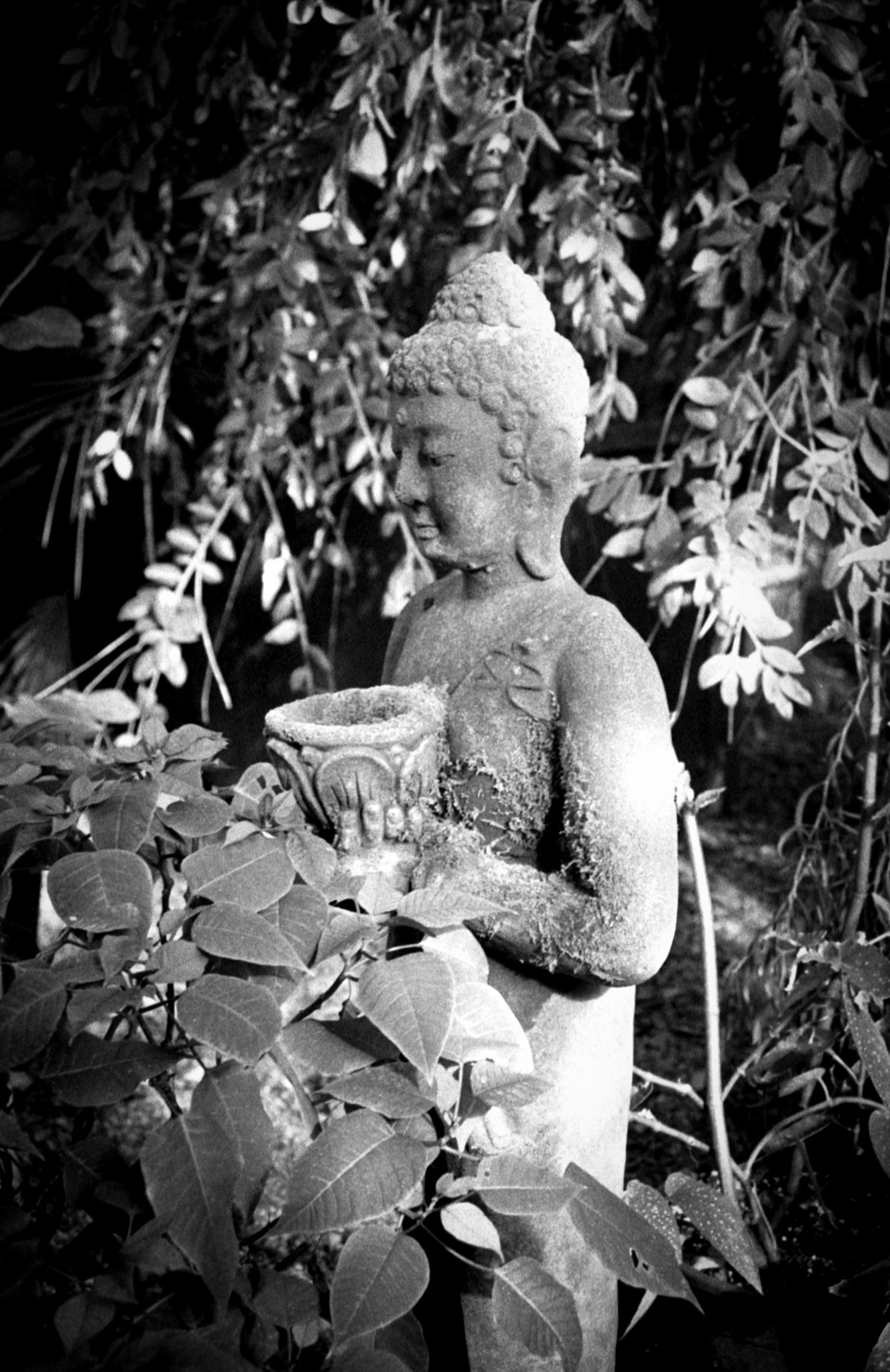 35mm B&W Film Belfast Botanic Garden