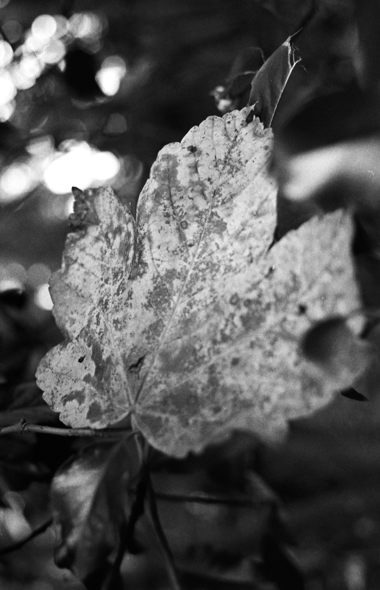 35mm B&W Film Clare Glen