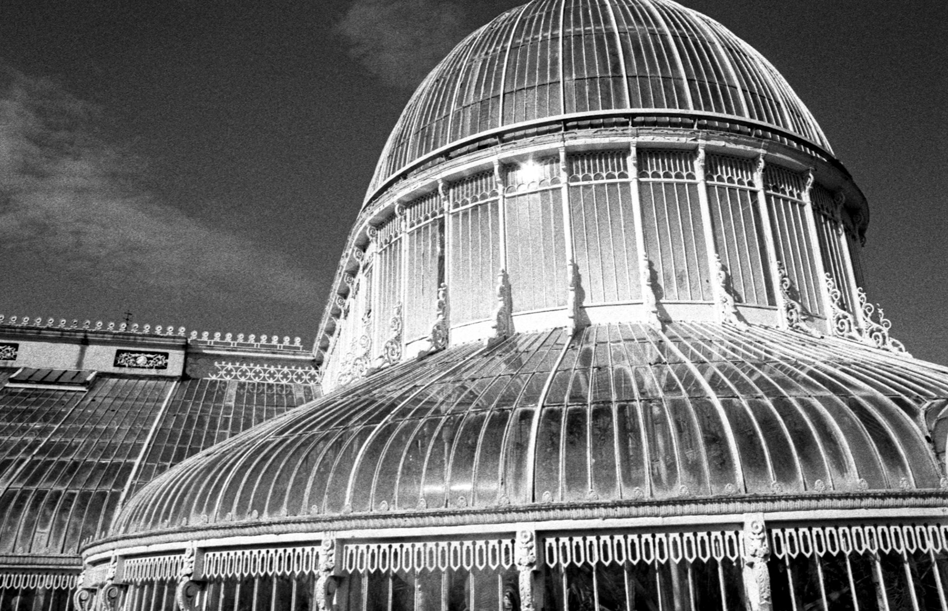 35mm B&W Film Botanic Park