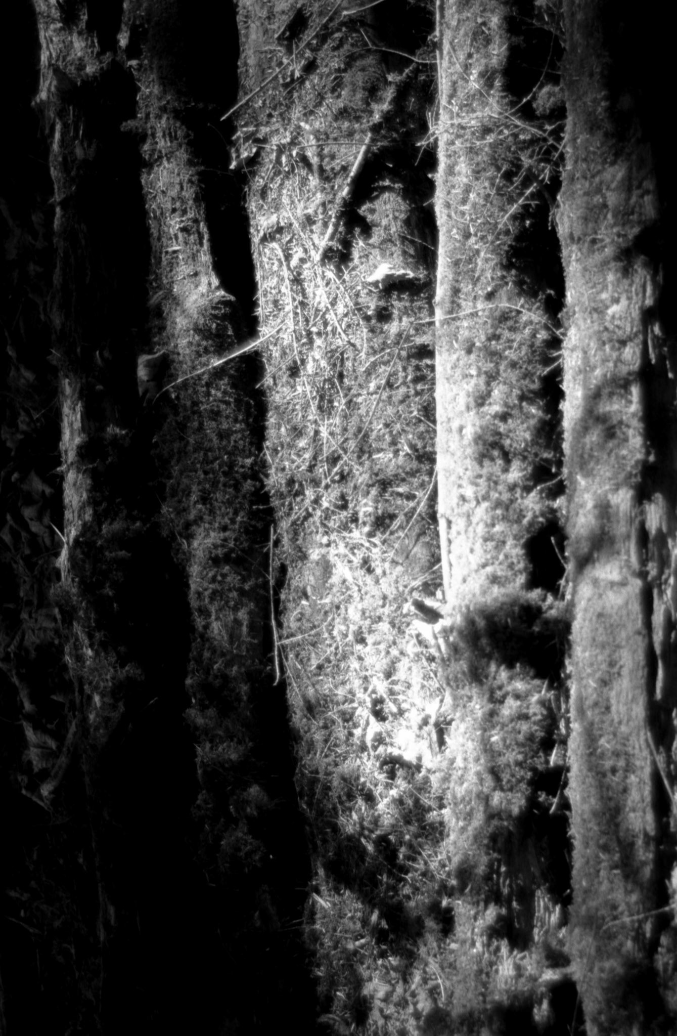 35mm B&W Film Woodburn 