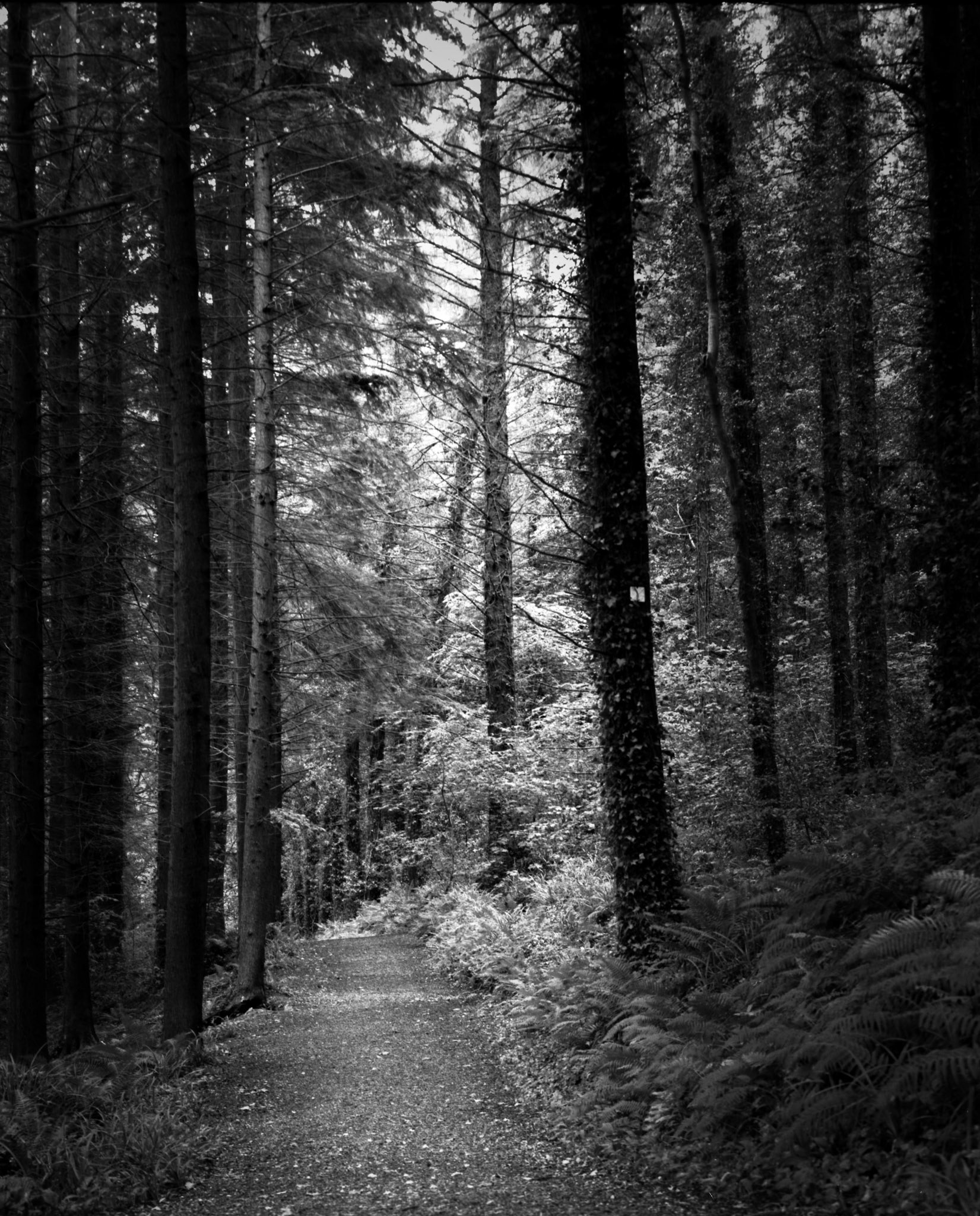 120 B&W Glenarm ForestFilm 