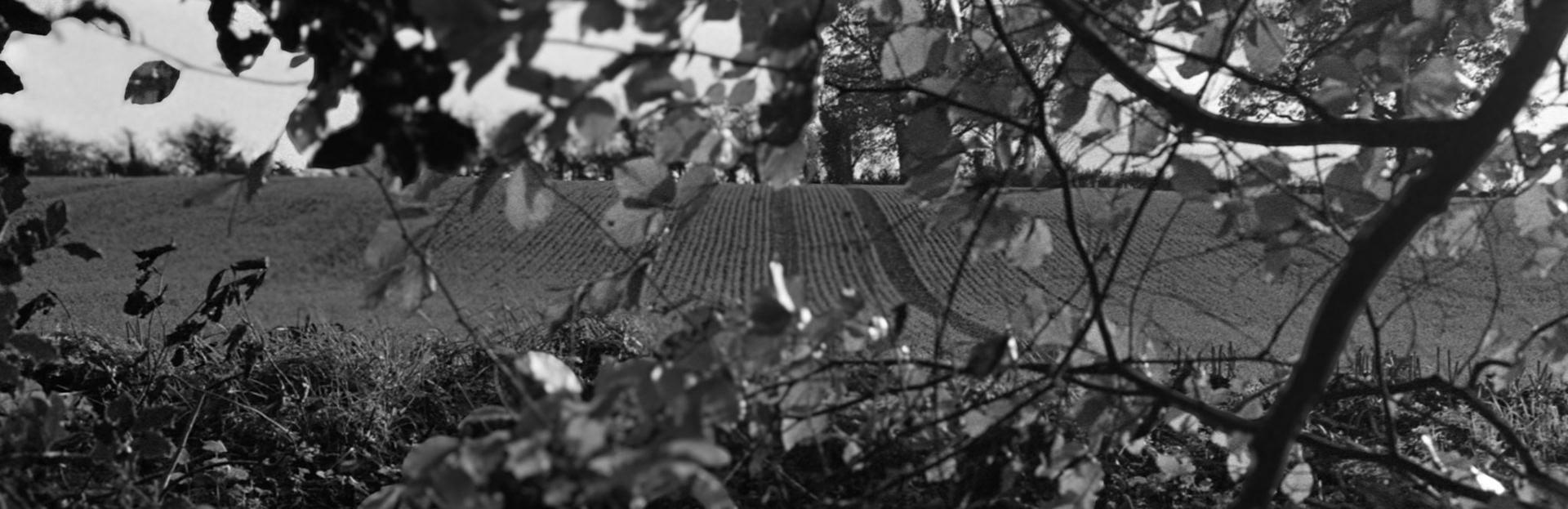 35mm B&W Film Clare Glen