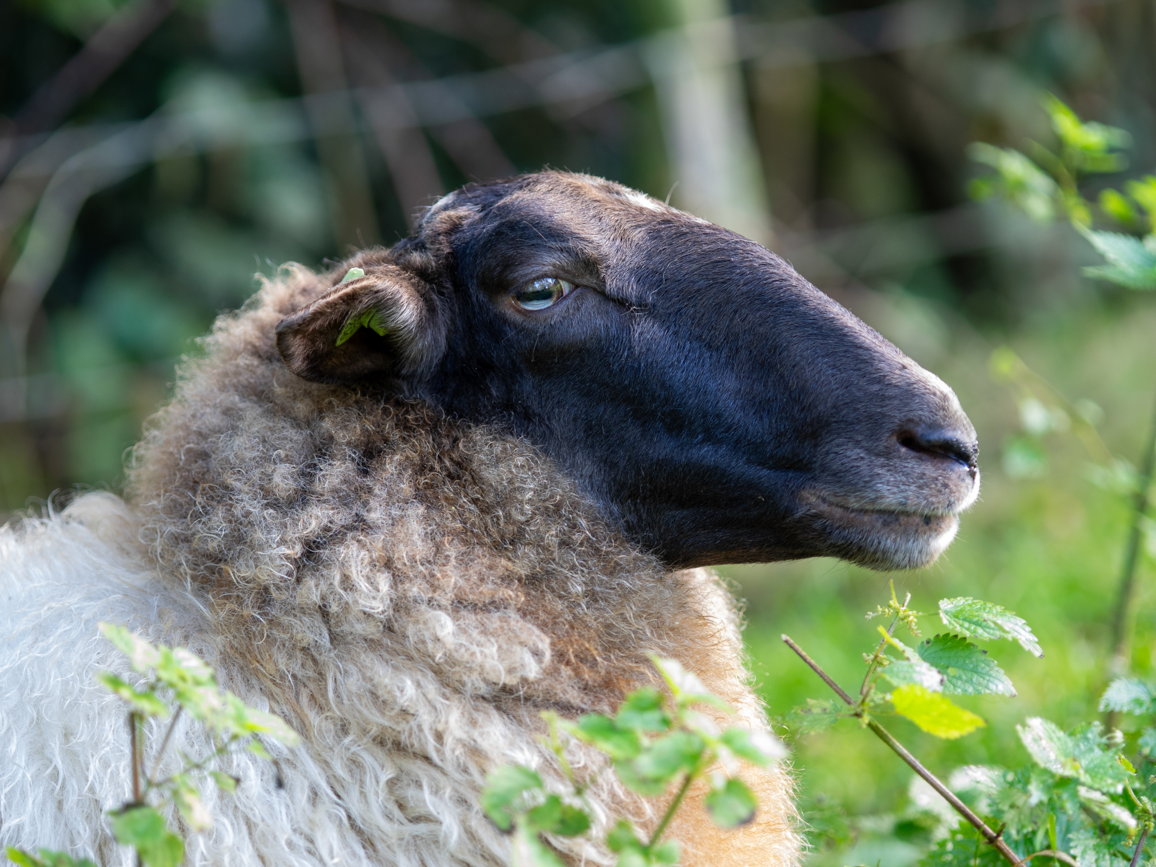 Schoonebeker schaap in een weiland.