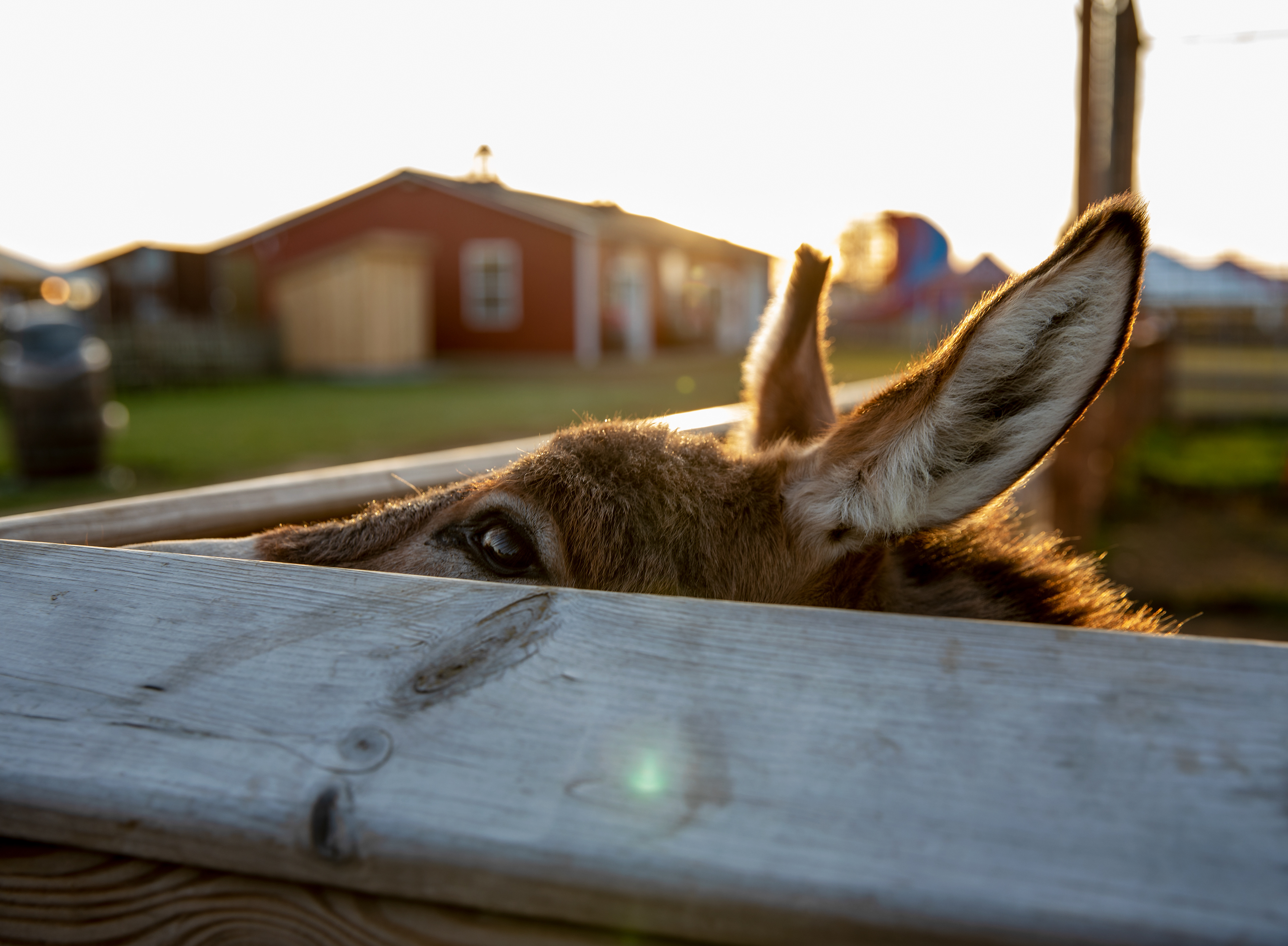 Golden Hour Donkey