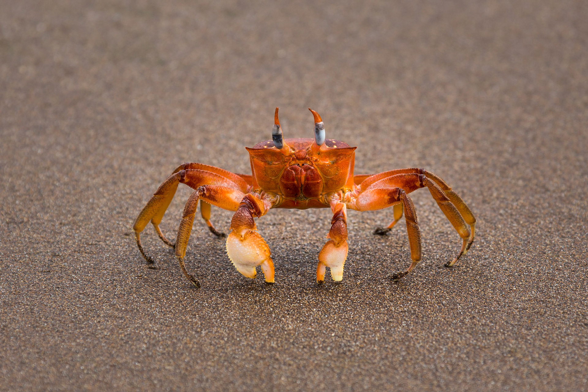 Sally lightfoot crab