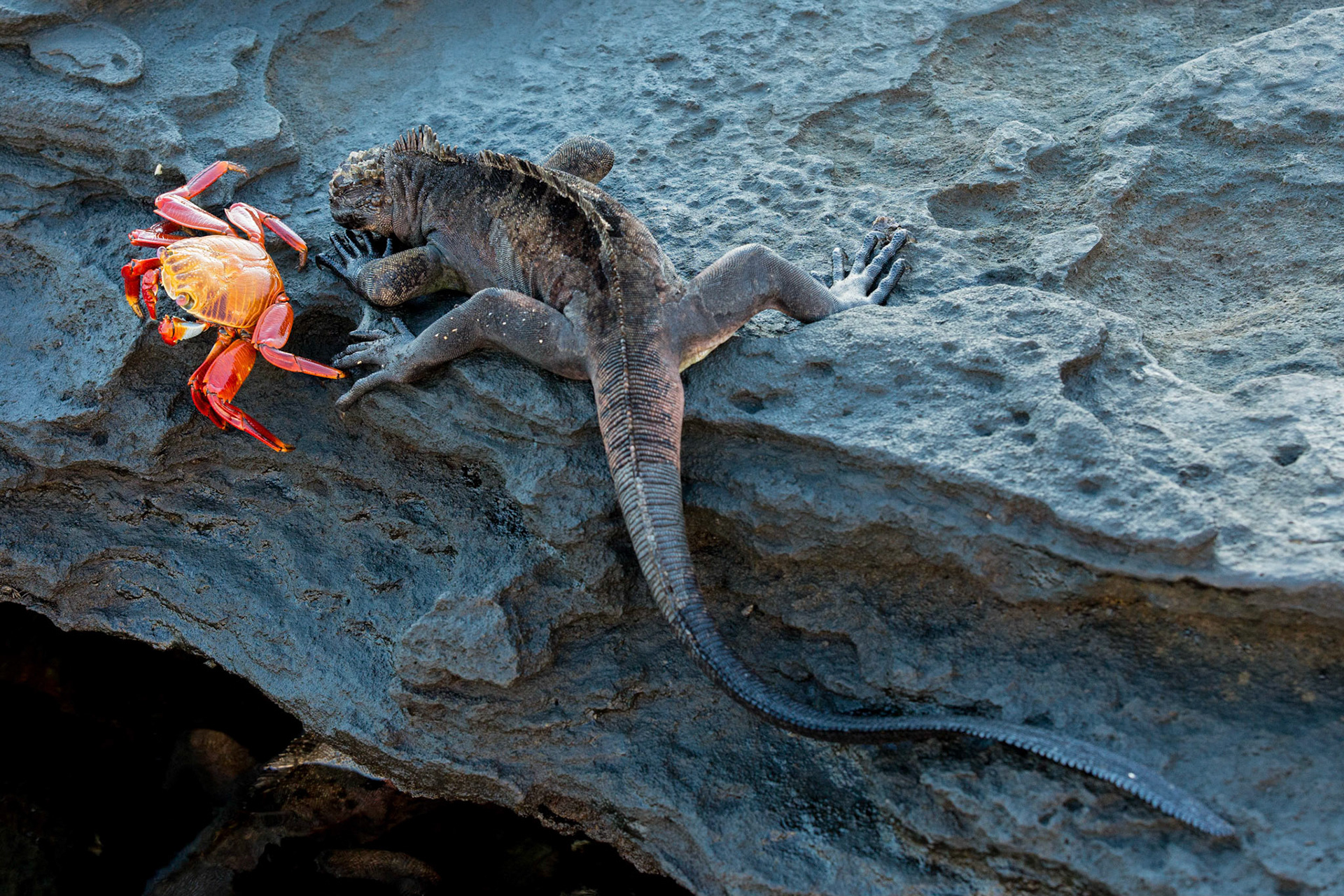 Sally lightfoot crab and marine  iguana
