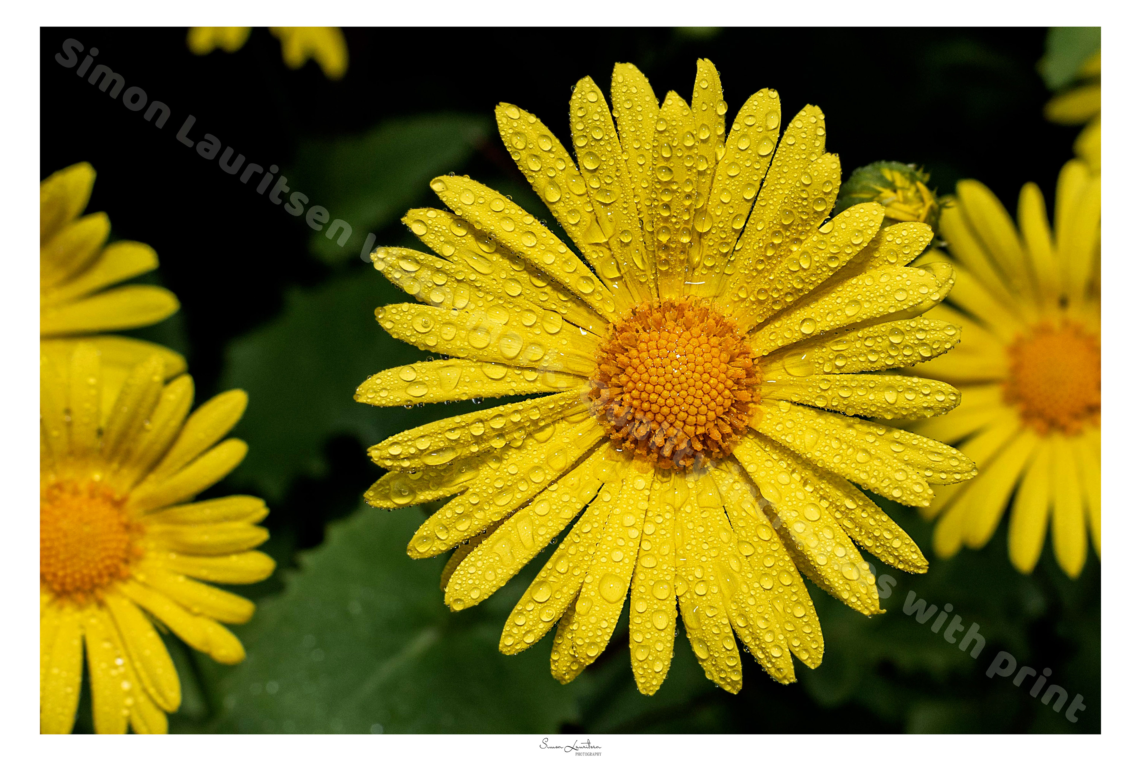 NAT-5: Flowers are amazing!! This one is build by hundreds of smaller flowers.