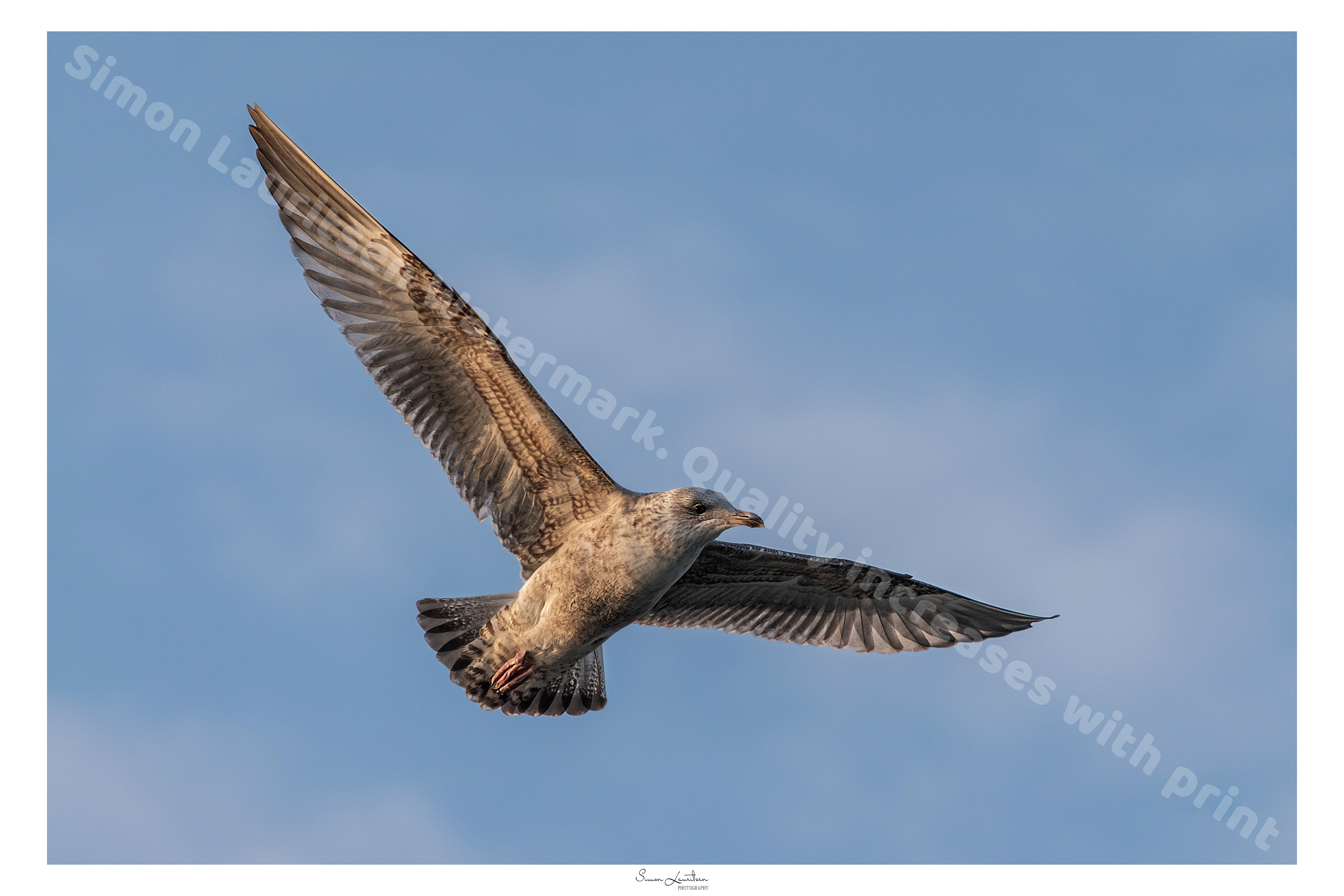 AN-8: This is actually my first successful picture of a bird. I started taking pictures in spring 2018, and got so hyped when I saw a got this one.