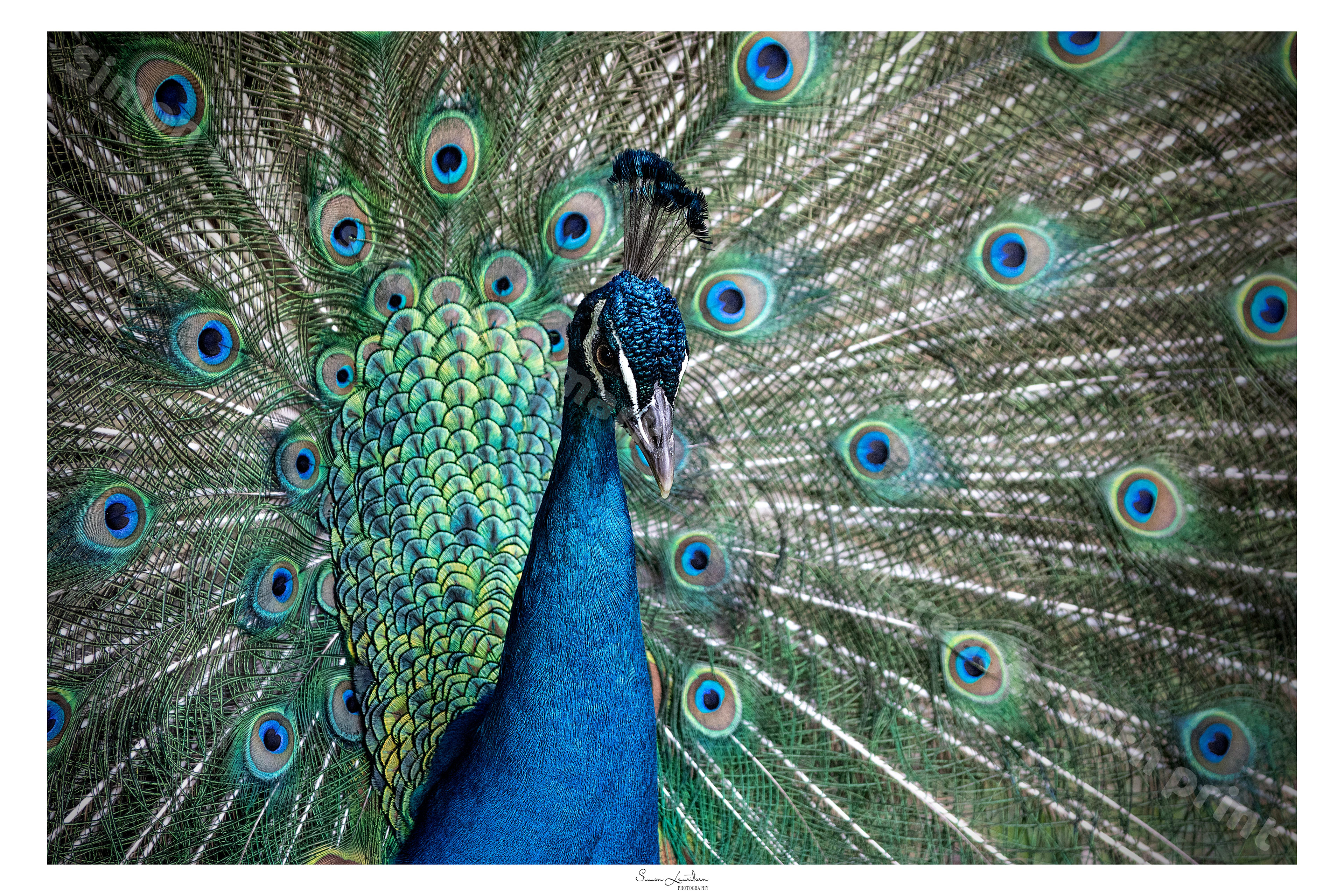 AN-6: This is a peacock male. He was trying to impress a female peacock, by showing how beautiful he is. So amazing to witness.