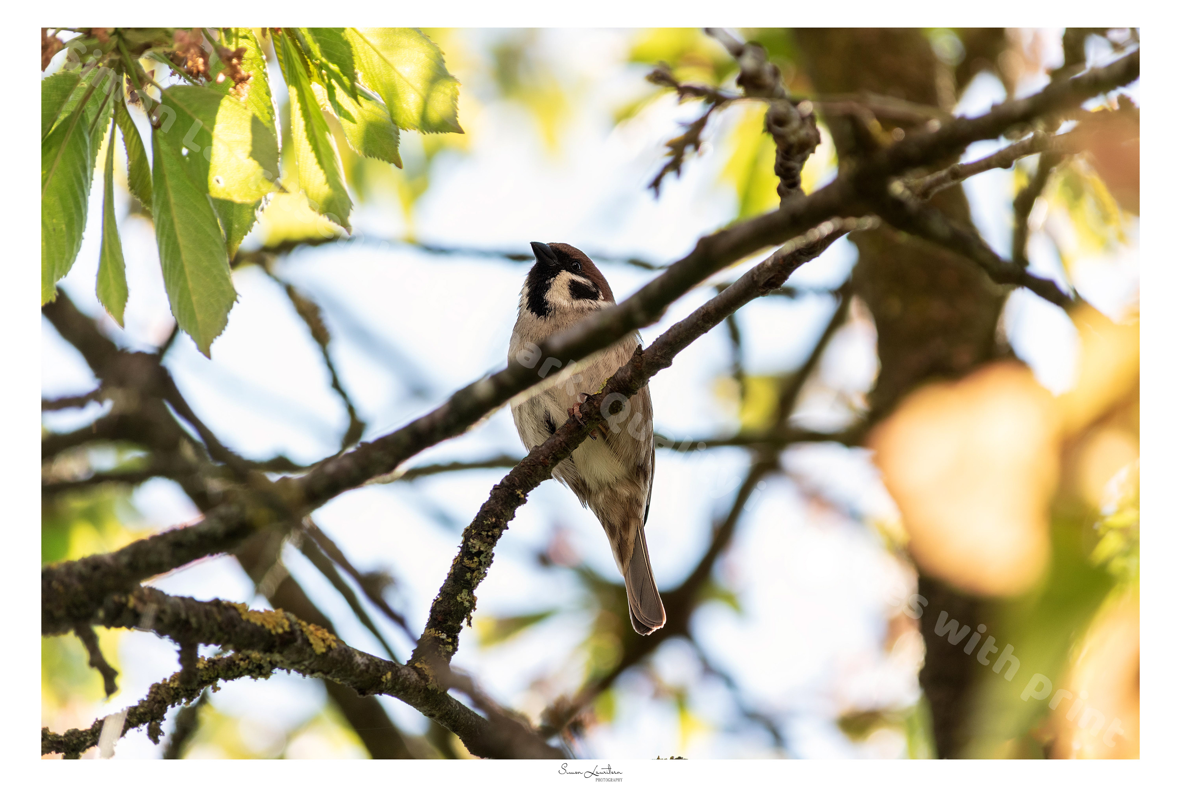 AN-5: Birds are so diverse and are actually descendant from the dinosaurs. They Have an extremely efficient pulmonary circulation, which makes it possible for air to. get absorbed even exhaling :O