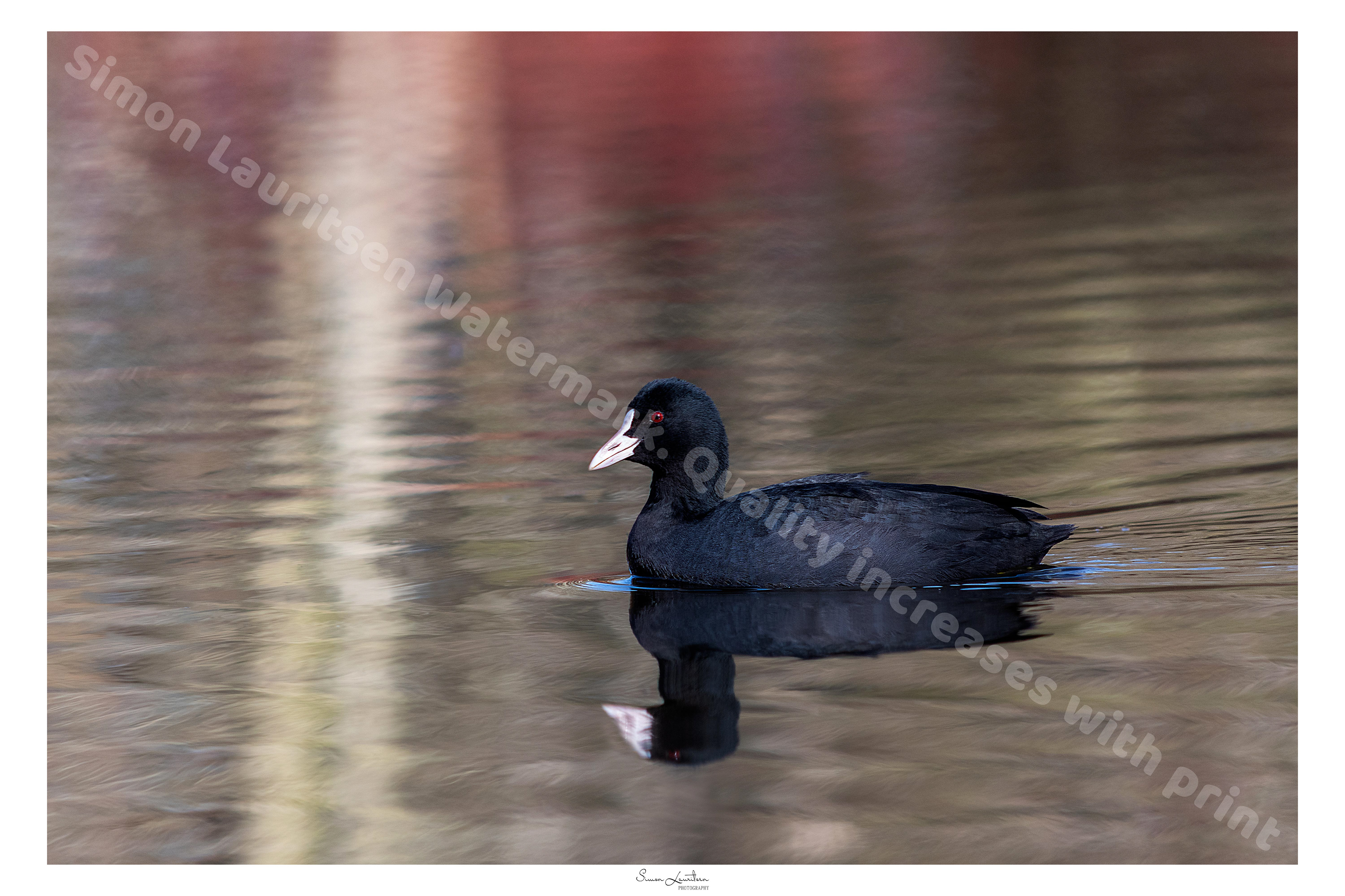 AN-13: Just a beautiful bliss hen swimming in its ovn reflection