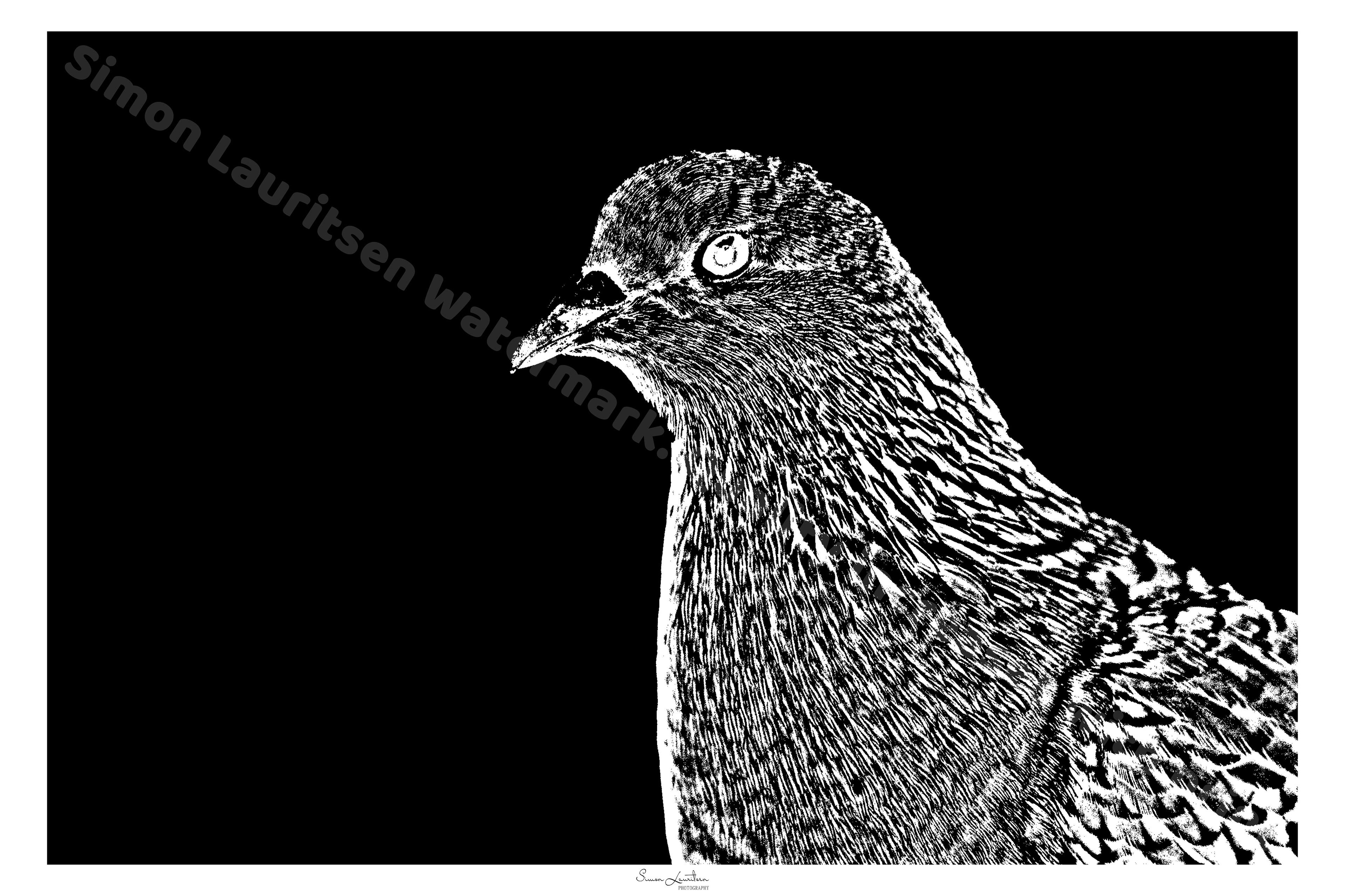 BE-6 : Pigeons have a cute story !! They will find a mate, and only be with him/her for life. That is e.g. also why the meaning behind Turtle doves was used to define love