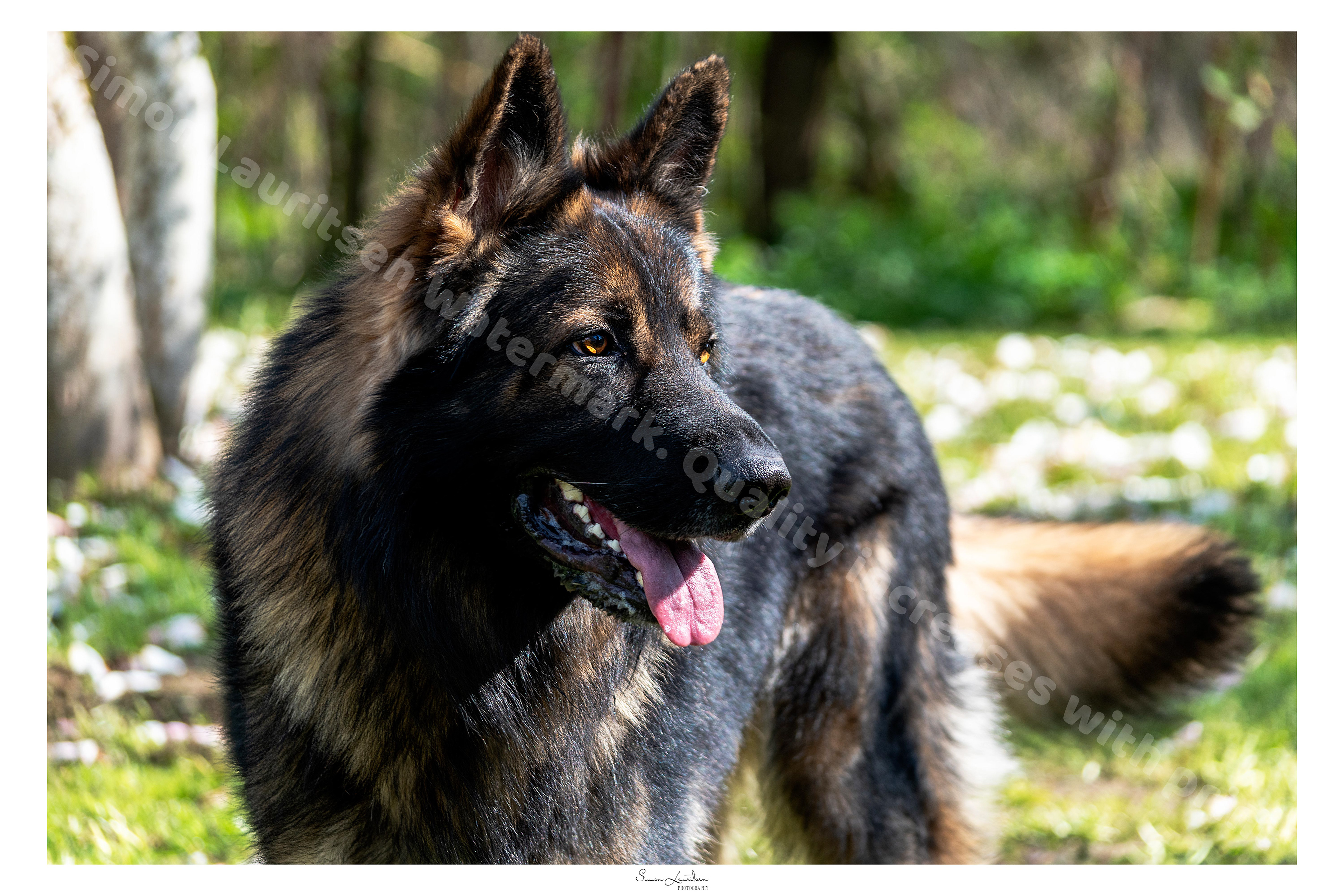AN-16: This is a family member of mine's dog Isak. He was playing with my cousin, and I got this lucky shot of him.