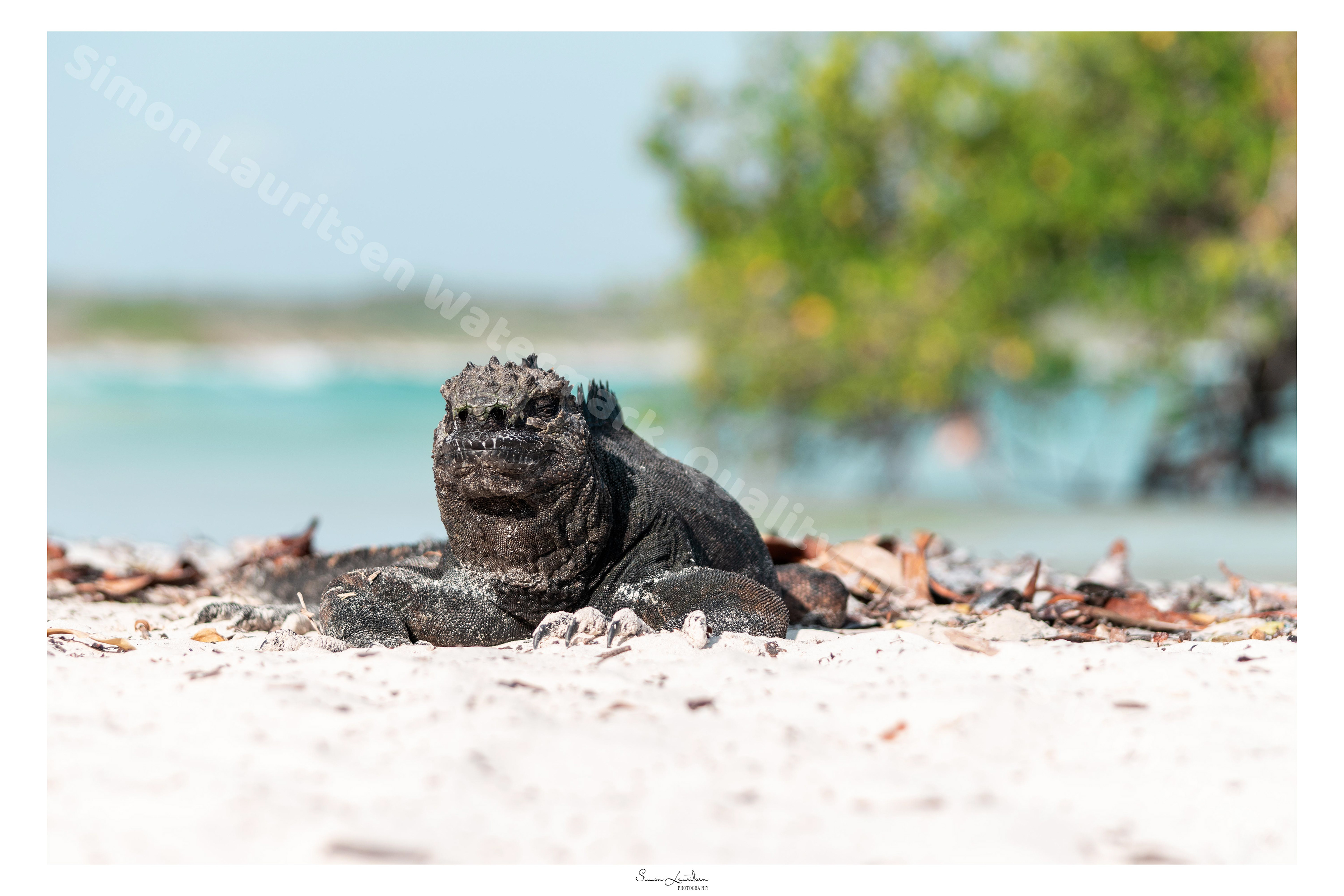 AN-18: Just a Marine Iguana enjoying the UV- radiation at 15.5 :O This one just came in from a swim, and Is getting warm again